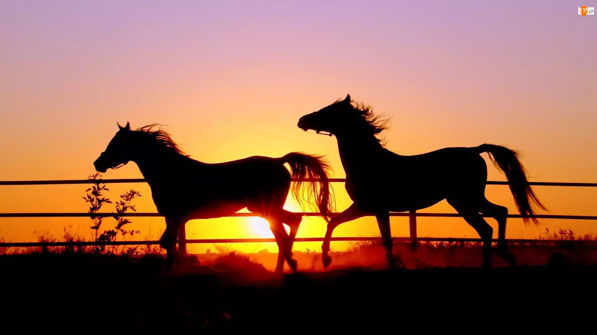 Słońca, Konie, Zachód