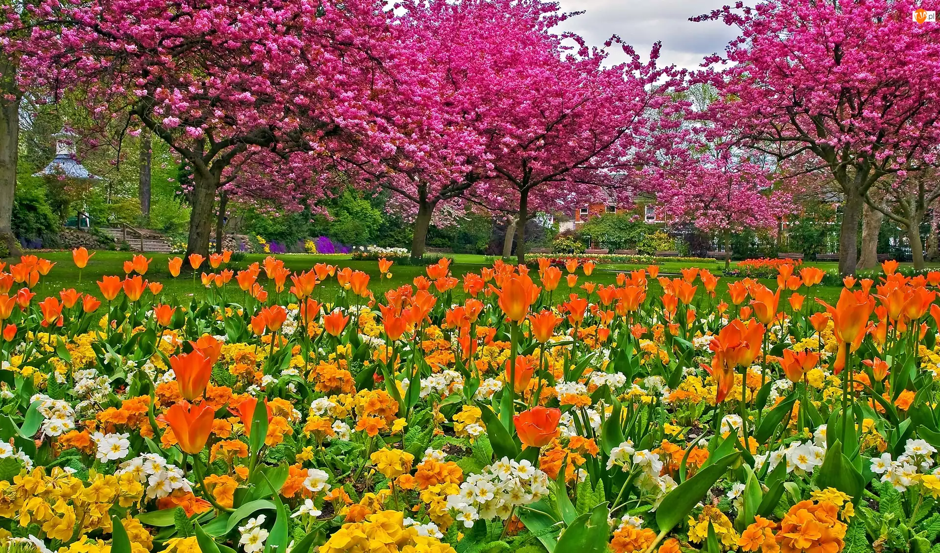 Kwitnące, Wiosna, Tulipany, Park, Drzewa