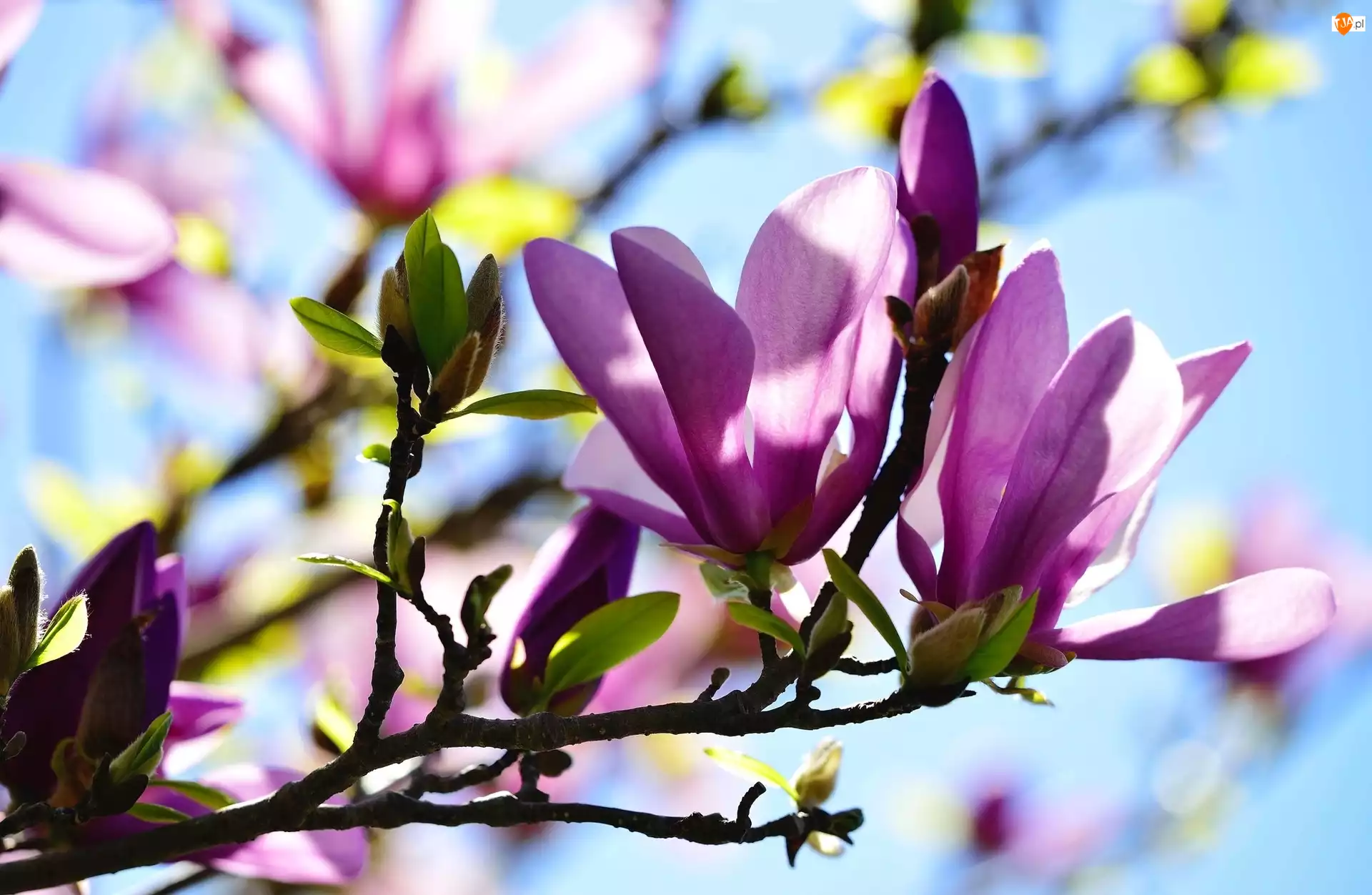 Magnolia, Wiosna, Światło, Krzew