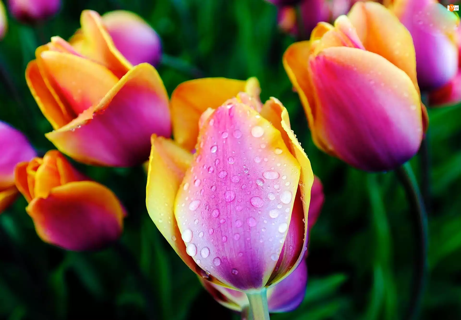 Rosy, Kolorowe, Tulipany, Krople