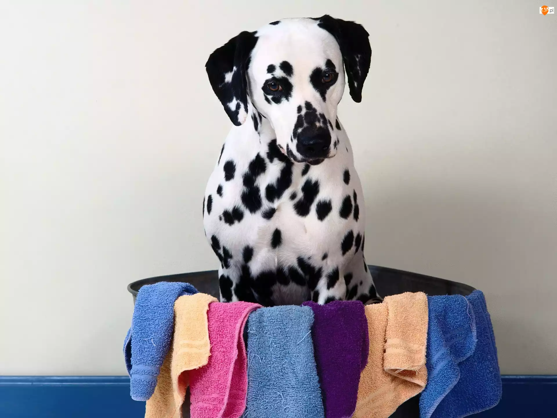 Pies, Miska, Dalmatyńczyk, Ręczniki