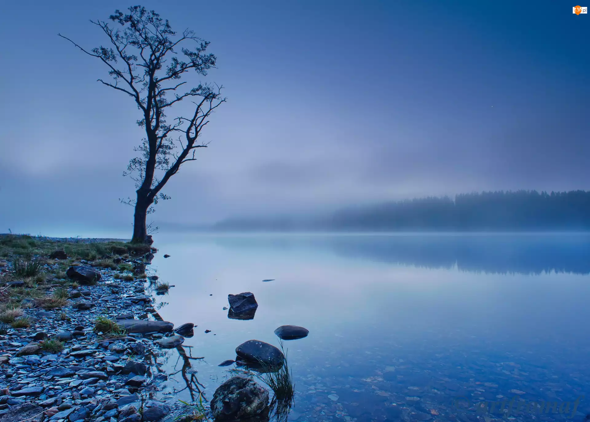 Jezioro, Kamienie, Drzewo, Mgła
