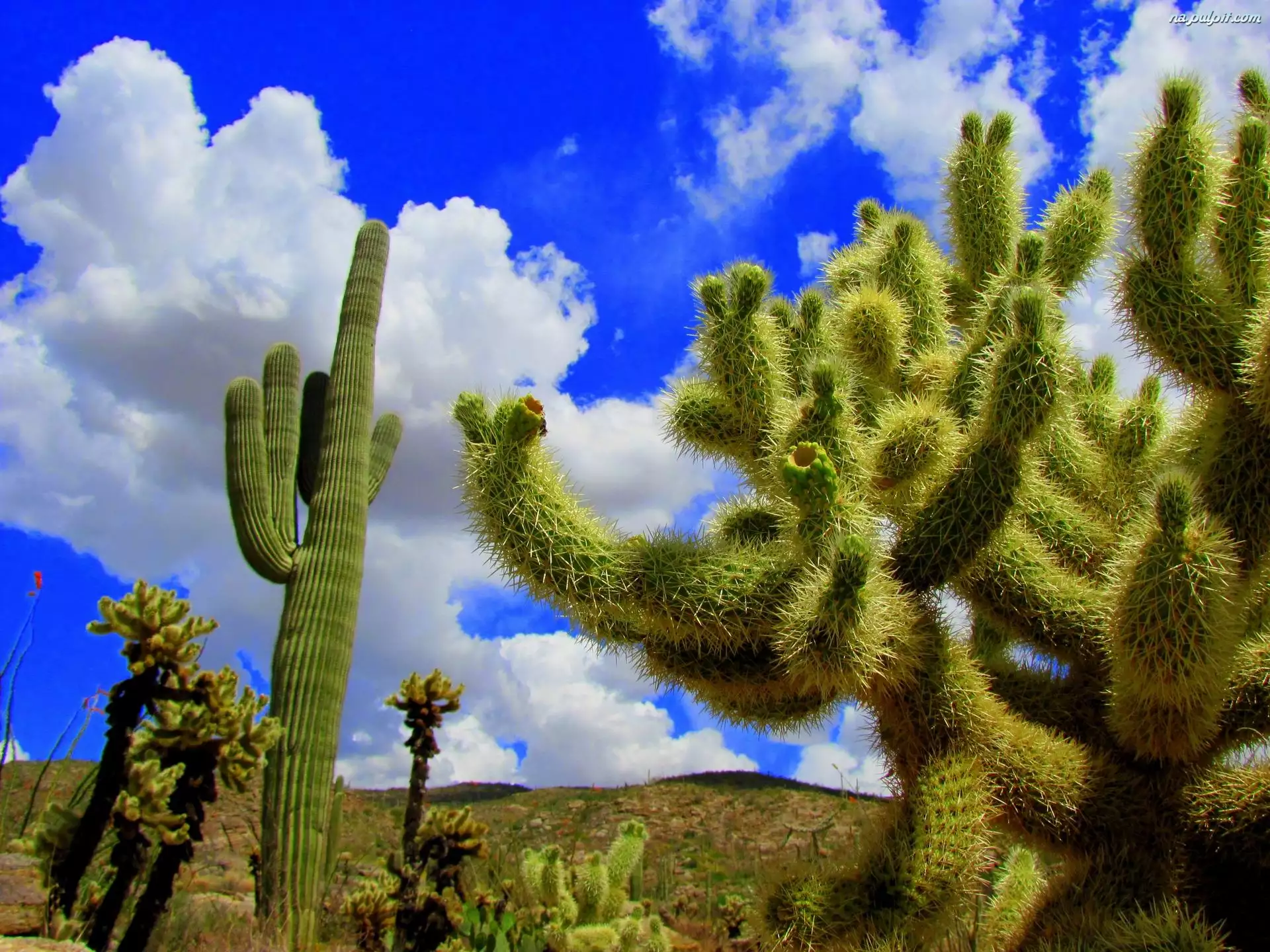Ogromne, Kaktusy