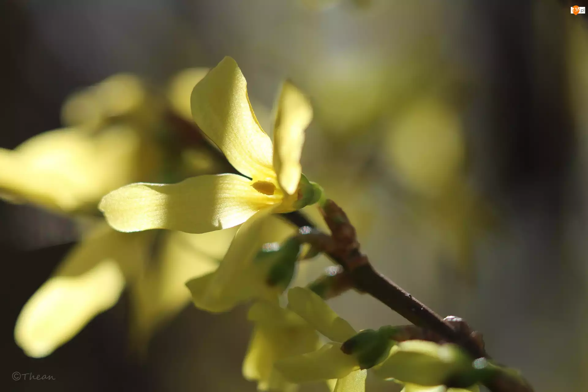 Kwiaty, Forsycja, Żółte