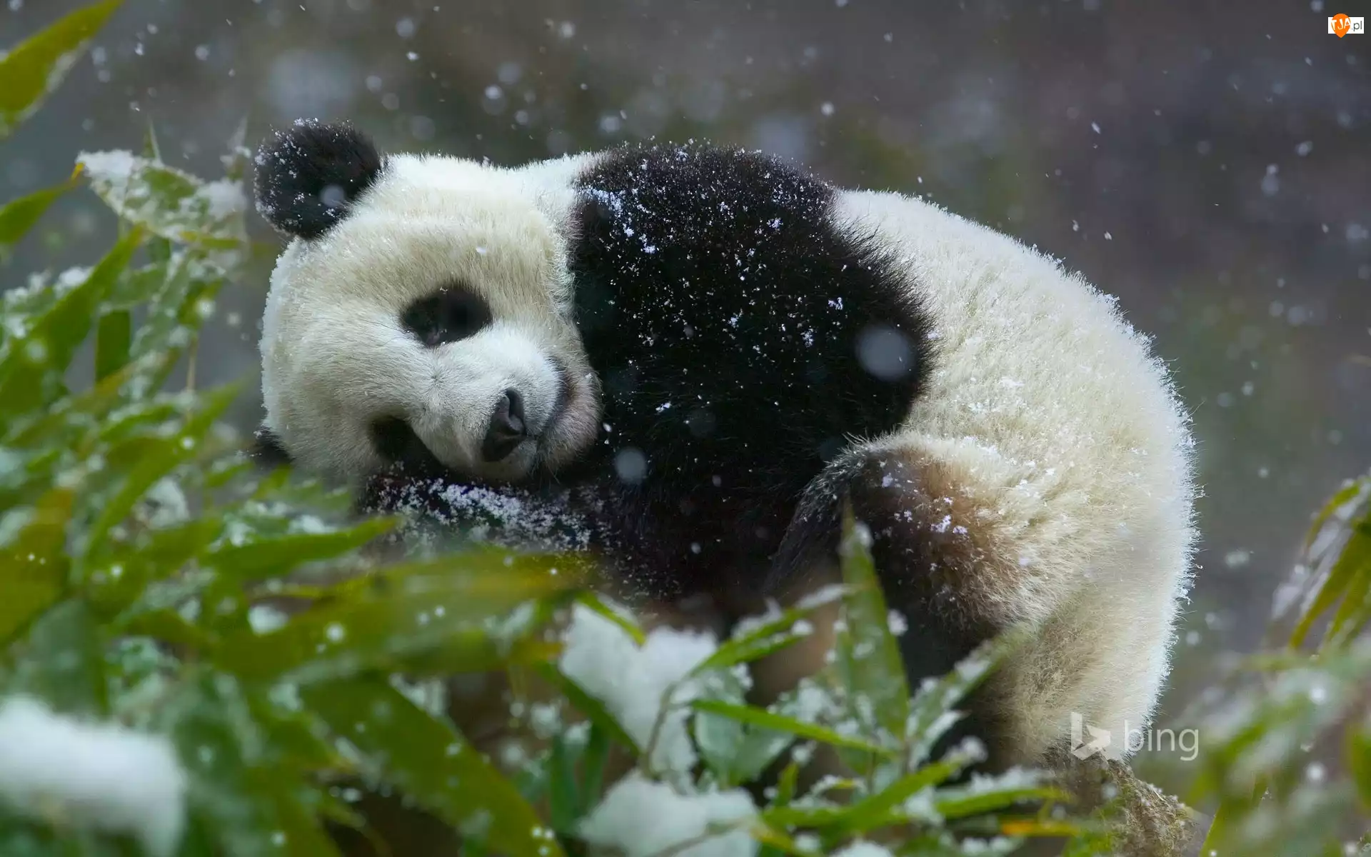 Zima, Miś, Drzewo, Panda, Śnieg