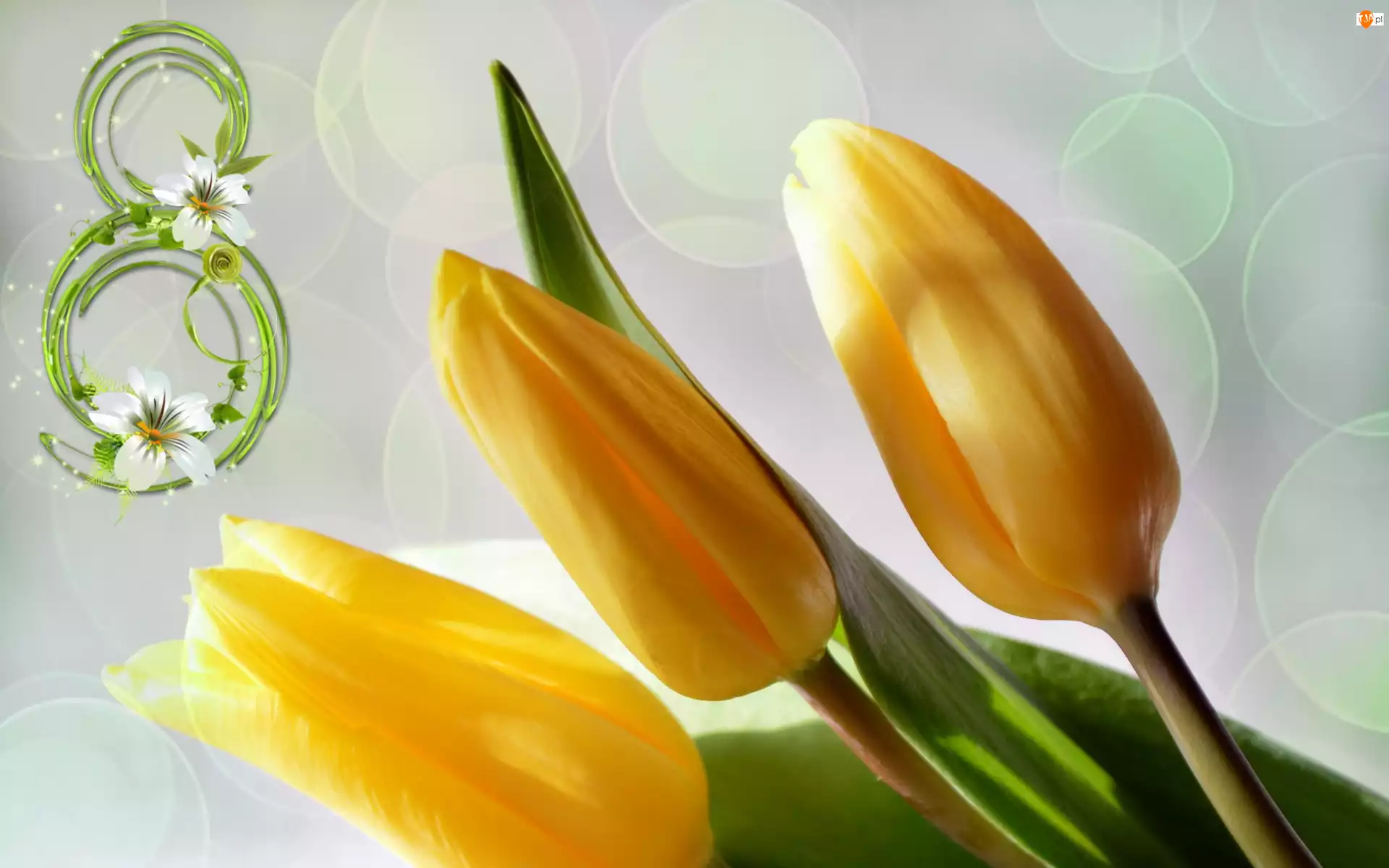 Dzień Kobiet, Tulipany, Cyfra