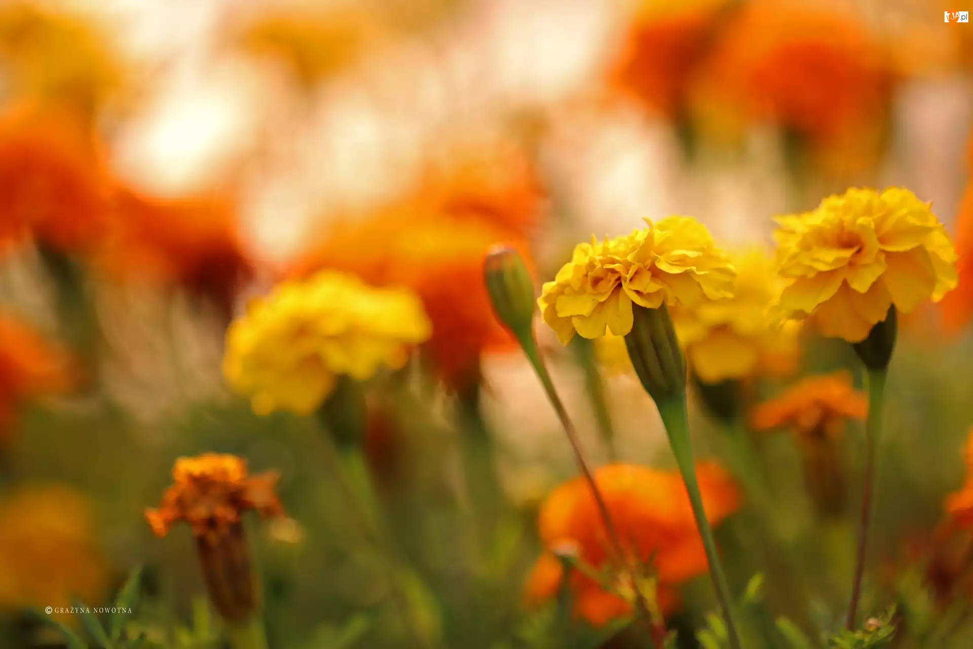 Żółte, Kwiaty, Aksamitki, Turki
