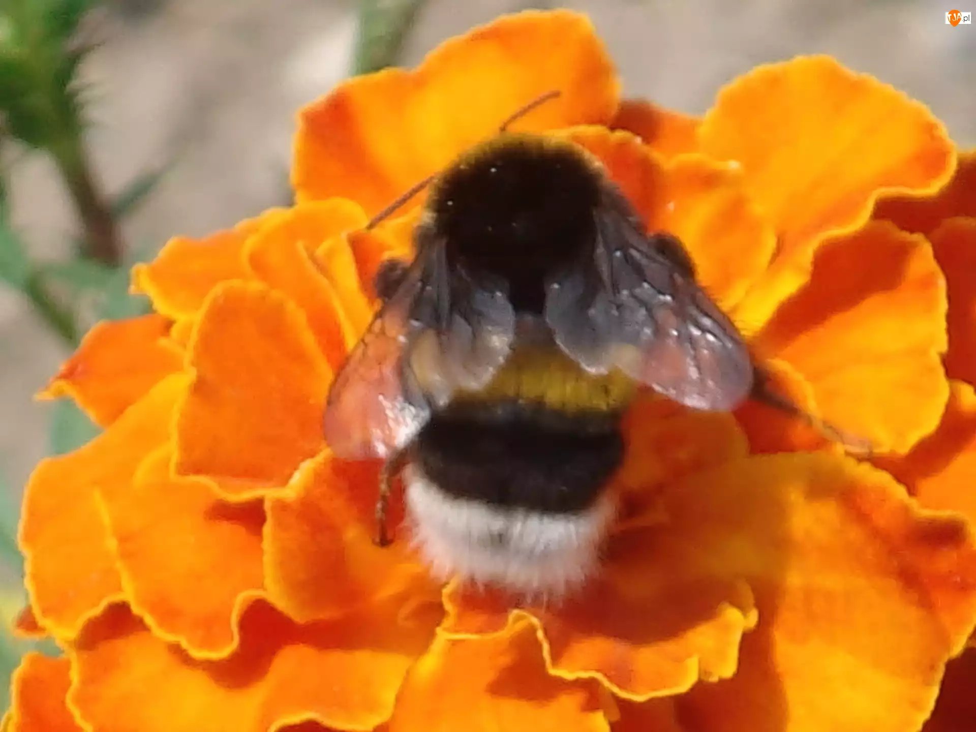 Pszczoła, Aksamitka