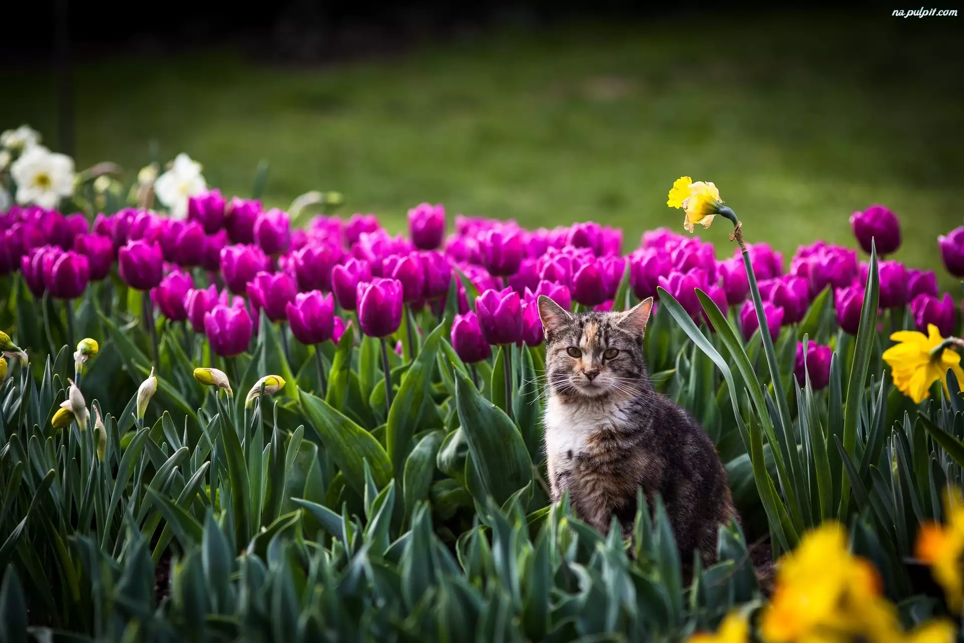 Tulipany, Kot, Kwiaty