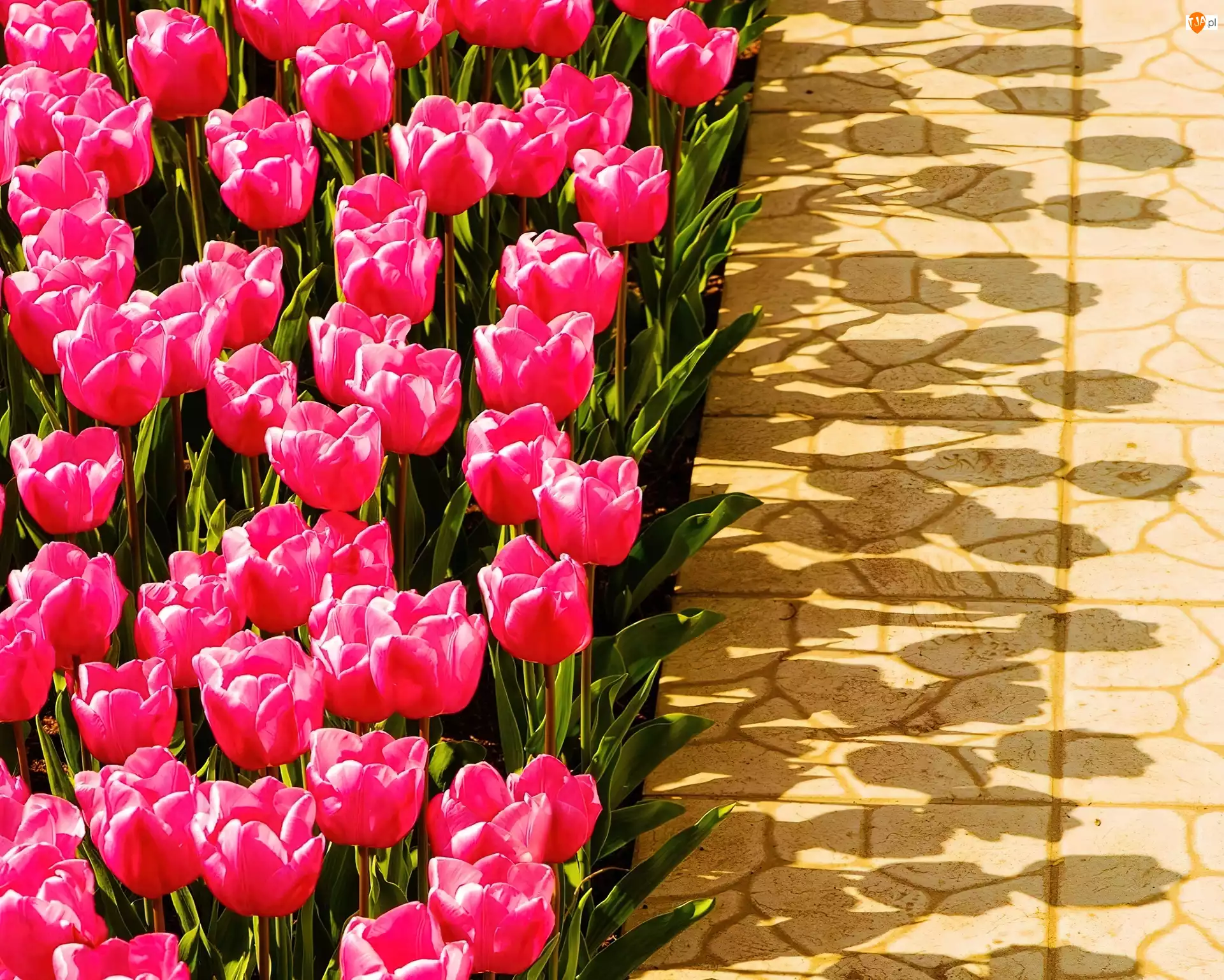 Cienie, Różowe, Tulipany