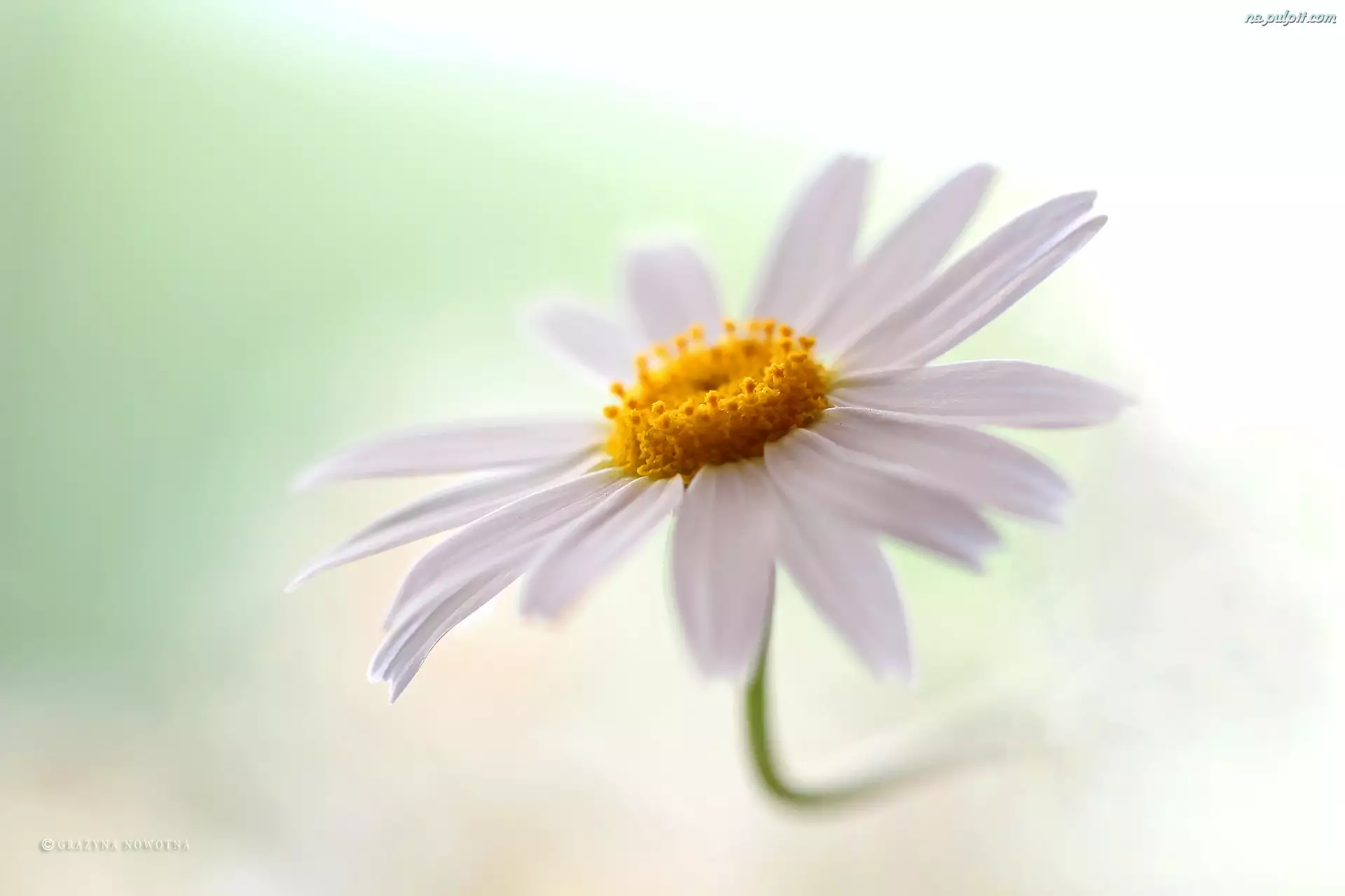 Kwiat, Margerytka, Biały