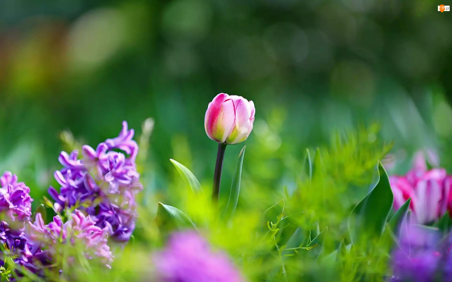 Ogród, Tulipany, Kwiaty, Bokeh