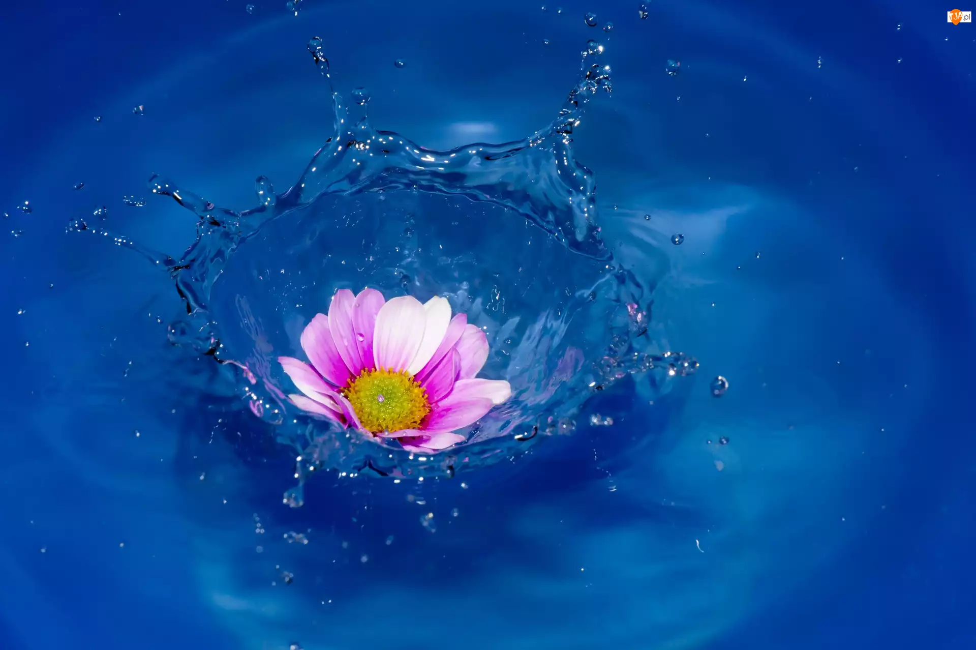 Kwiat, Woda