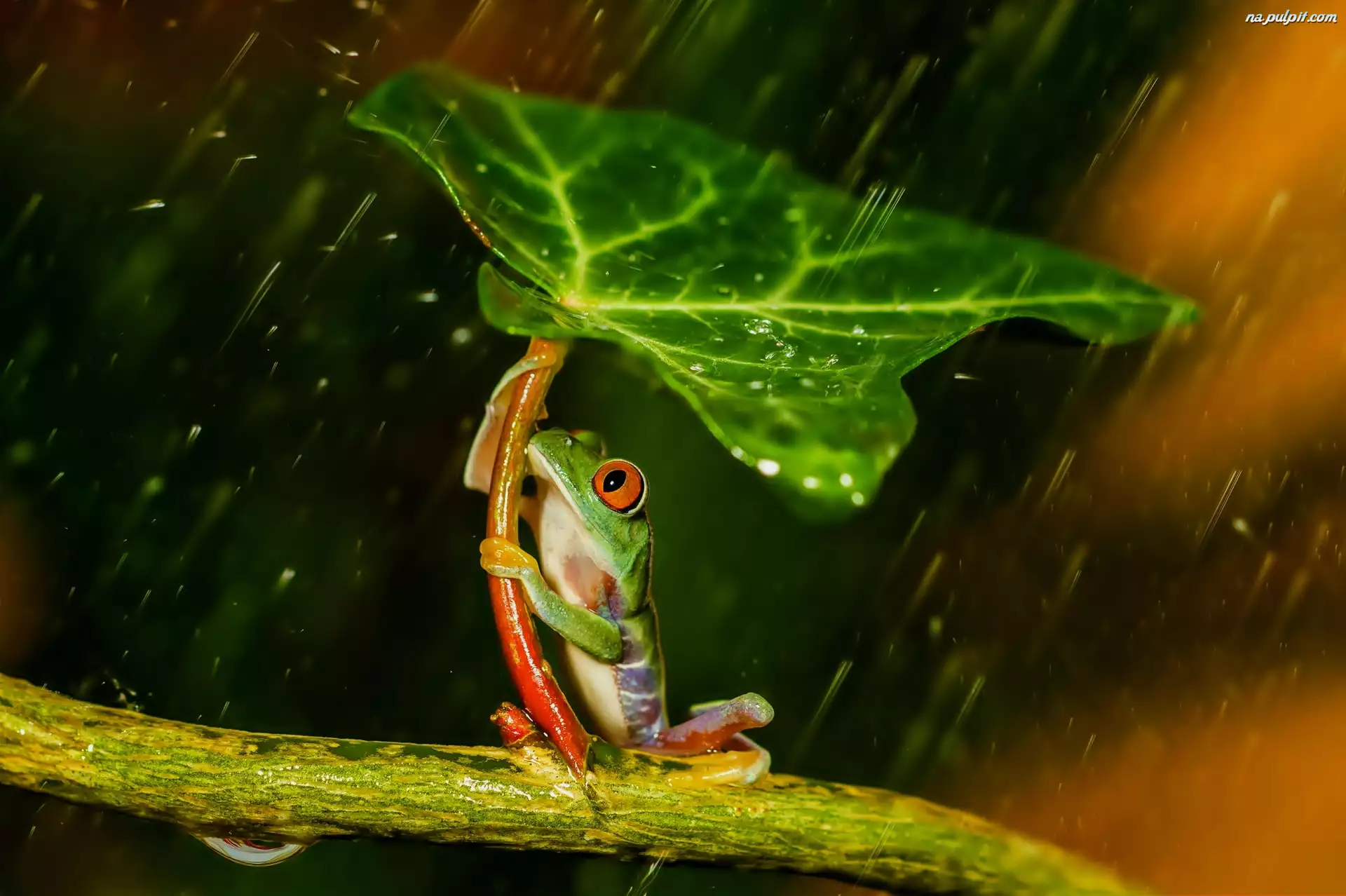 Deszcz, Żabka, Liść