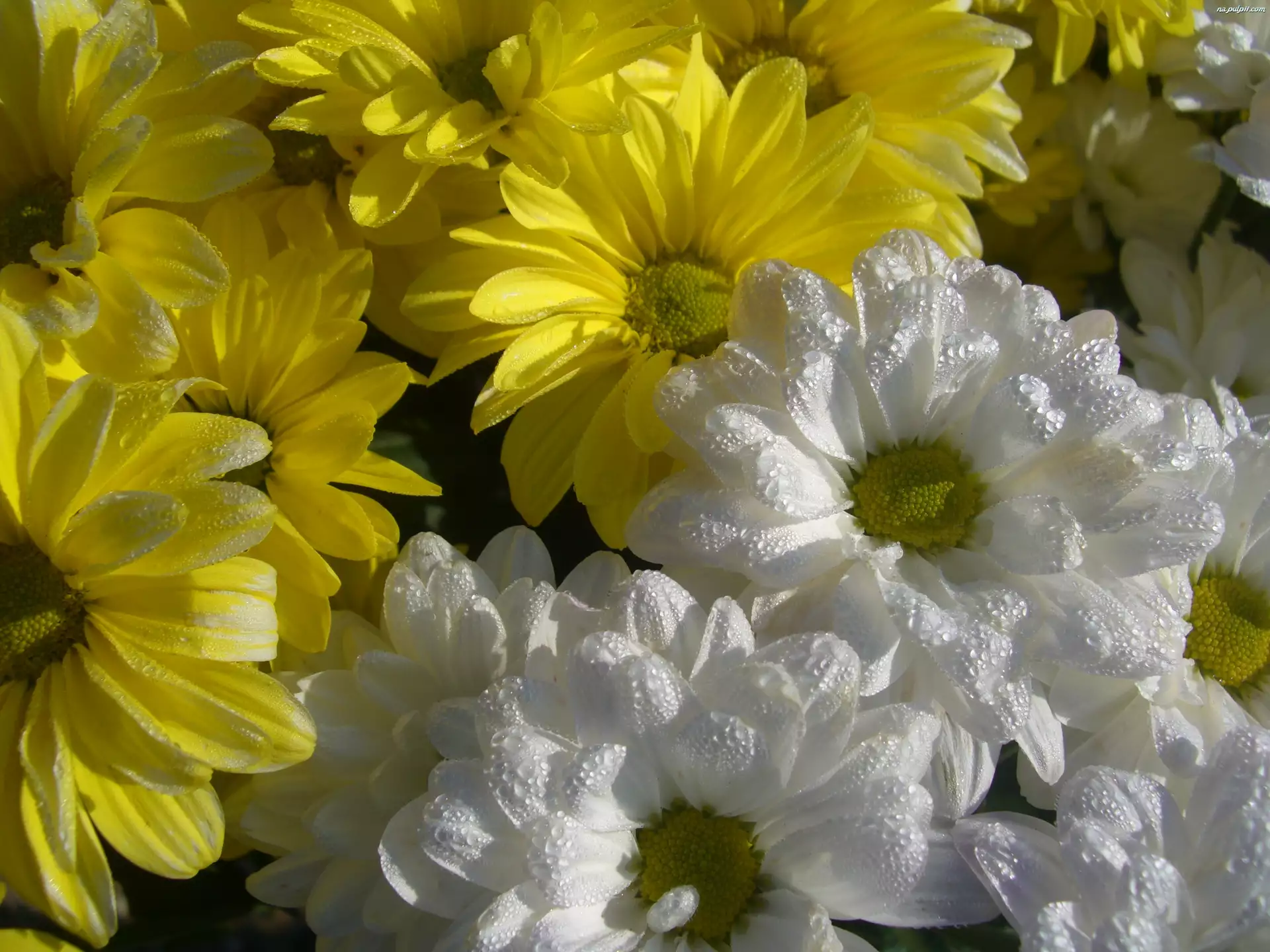 Żółte, Poranna, margerytki, Rosa, Białe, Kwiaty