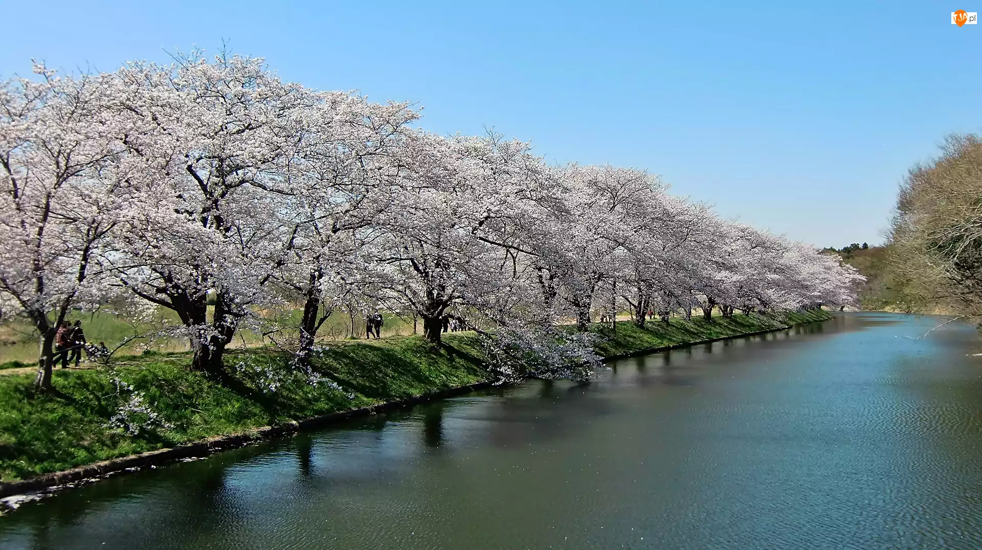 Wiśnie, Rzeka, Sakura, Fukuokazeki, Spacerowicze, Park, Kwitnące