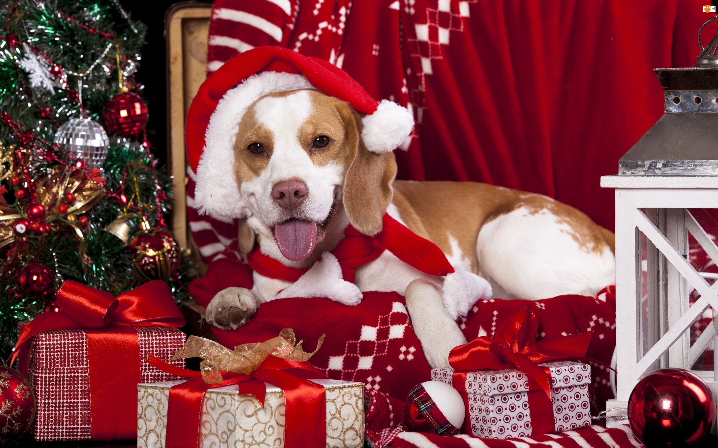 Pies, Choinka, Prezenty, Świąteczne
