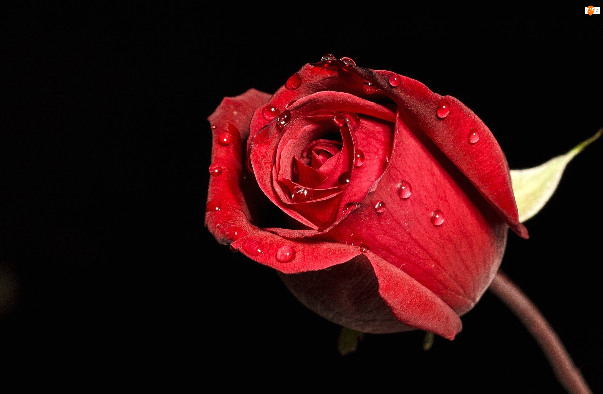 Roza, Kwiaty, Czerwona