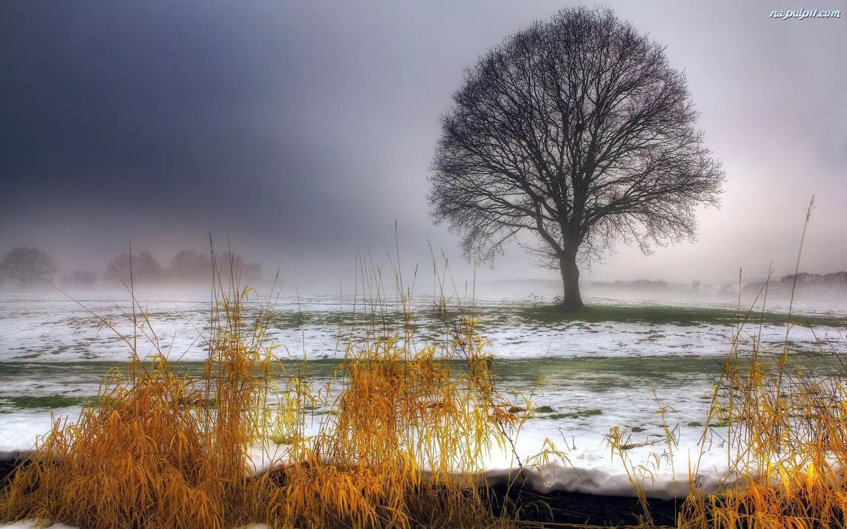 Trawy, Mgła, Drzewo, Śnieg, Suche