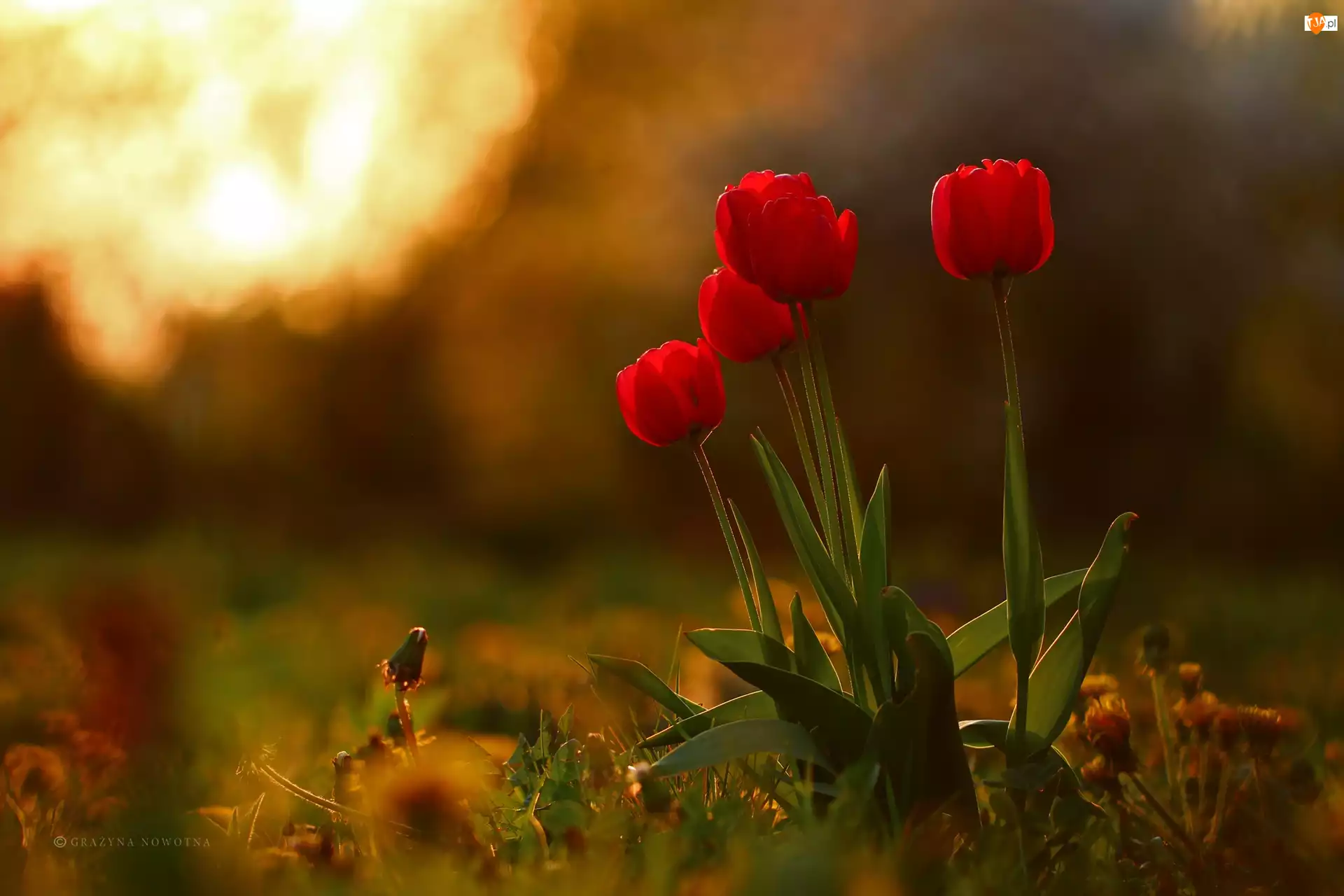 Kwiaty, Czerwone, Tulipany