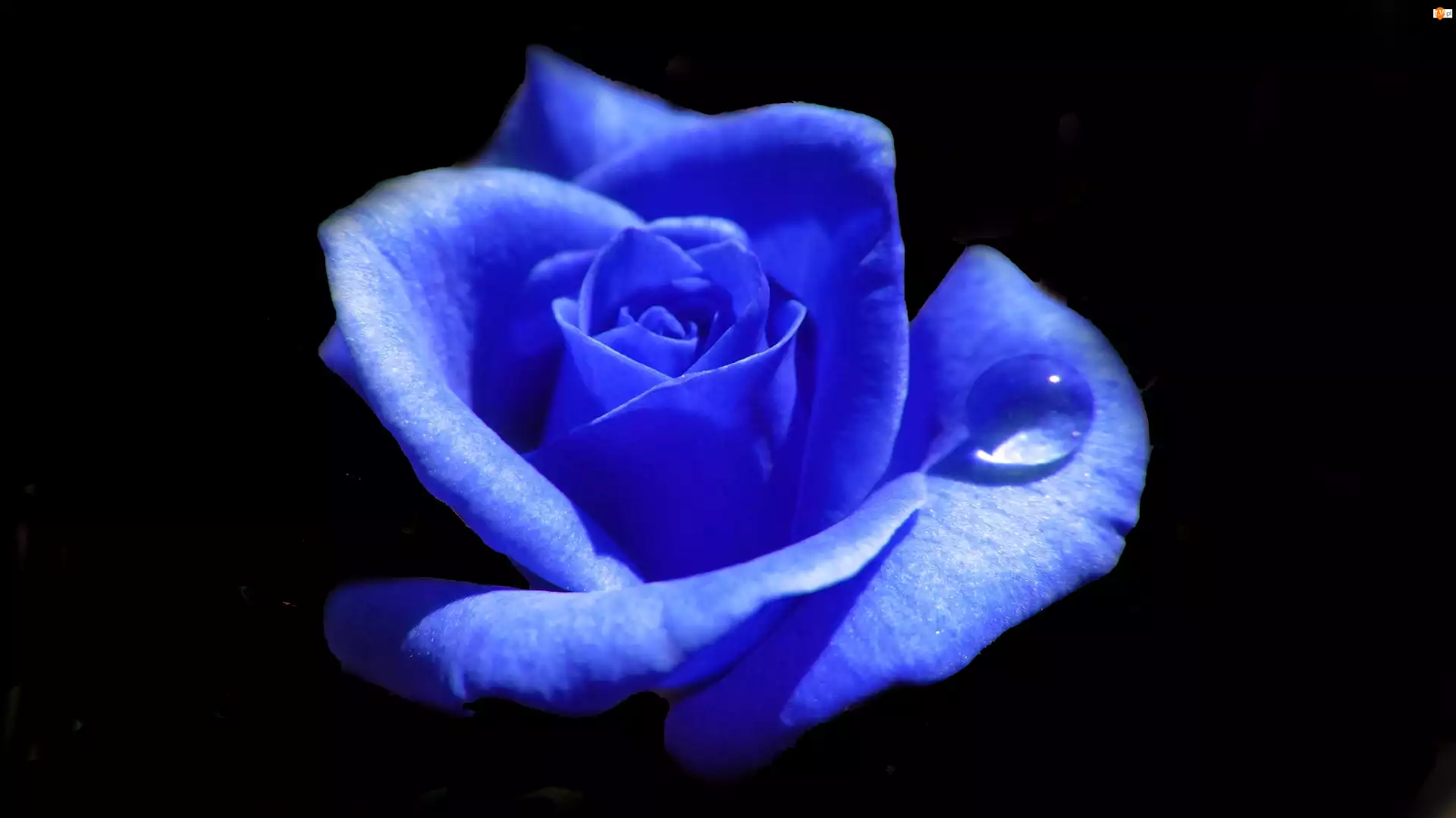 Róża, Kwiat, Niebieska