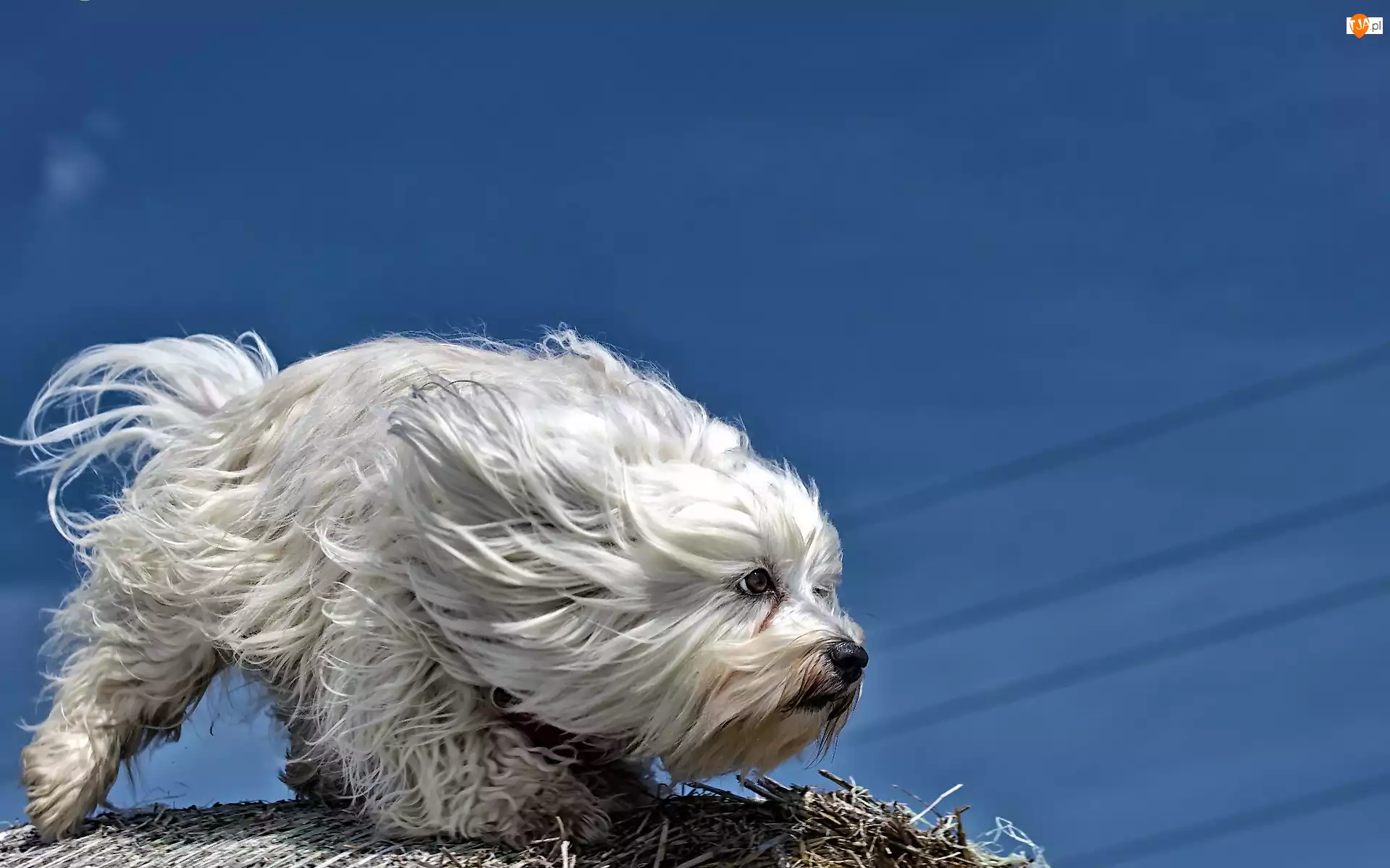 Wiatr, Pies, Hawańczyk