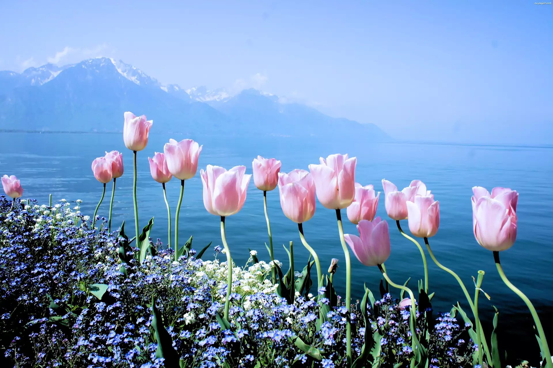 Tulipany, Góry, Kwiaty, Wiosenne, Niezapominajki