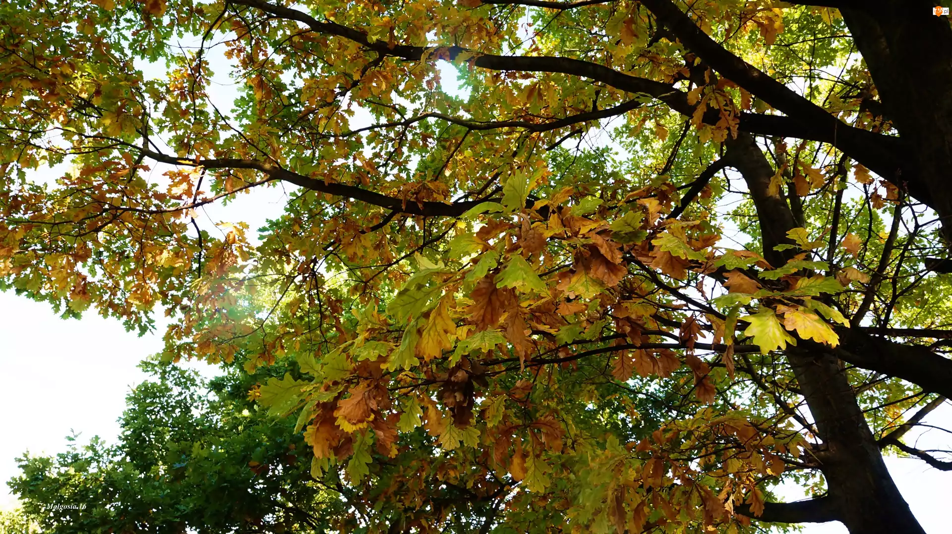 Jesień, Drzewa, Gałęzie