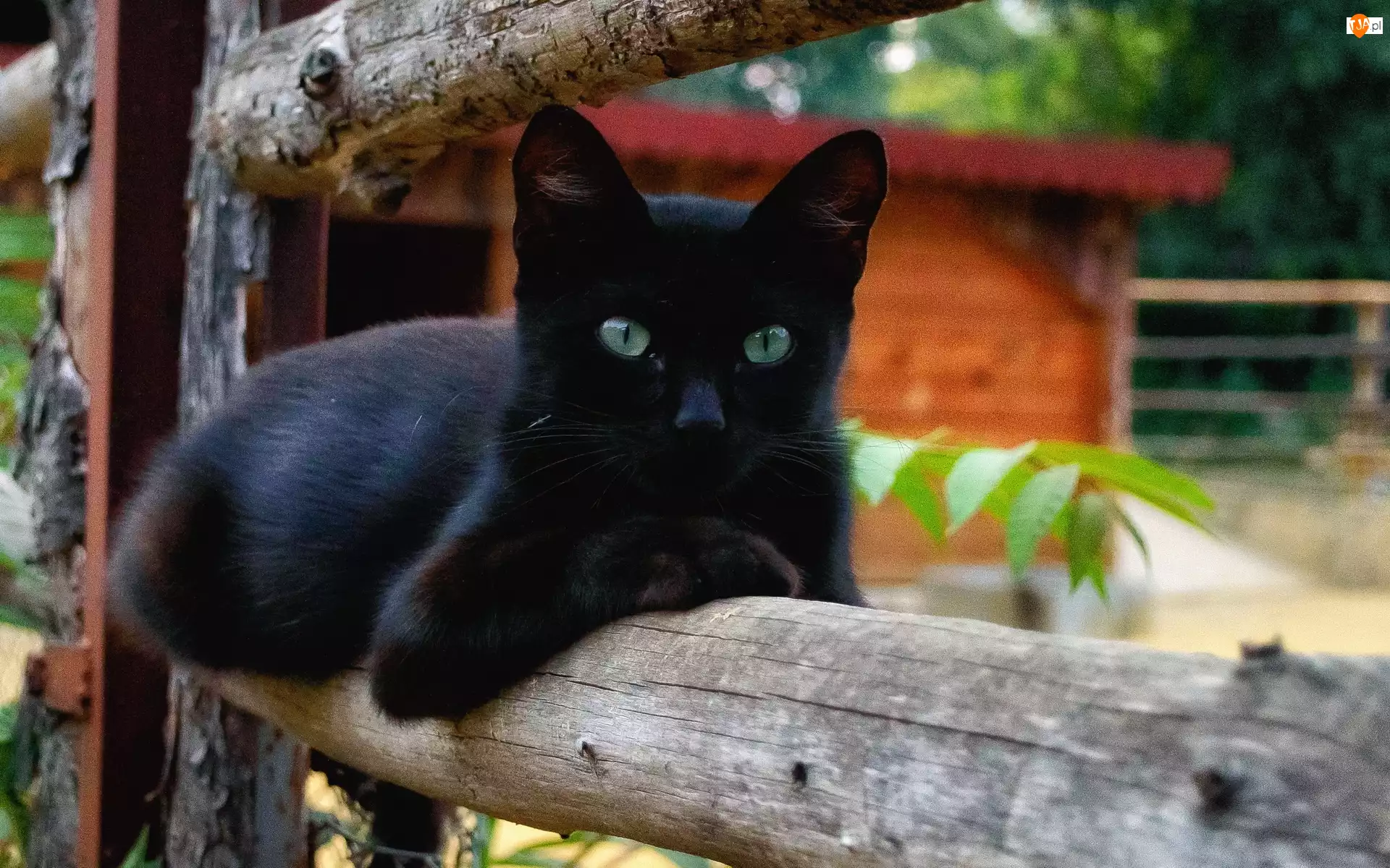 Kot, Leżący, Czarny
