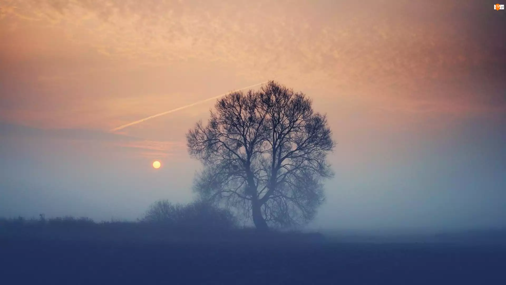 Drzewo, Słońca, Mgła, Zachód