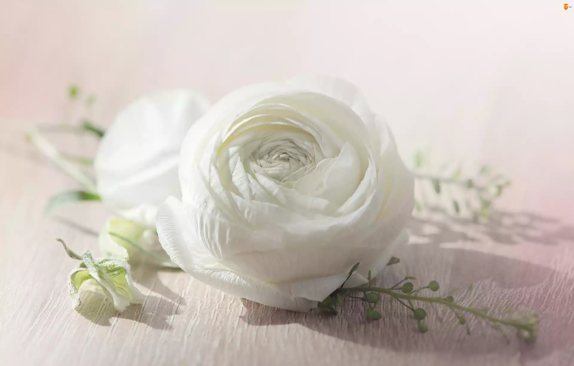 Jaskier, Biały, Kwiat
