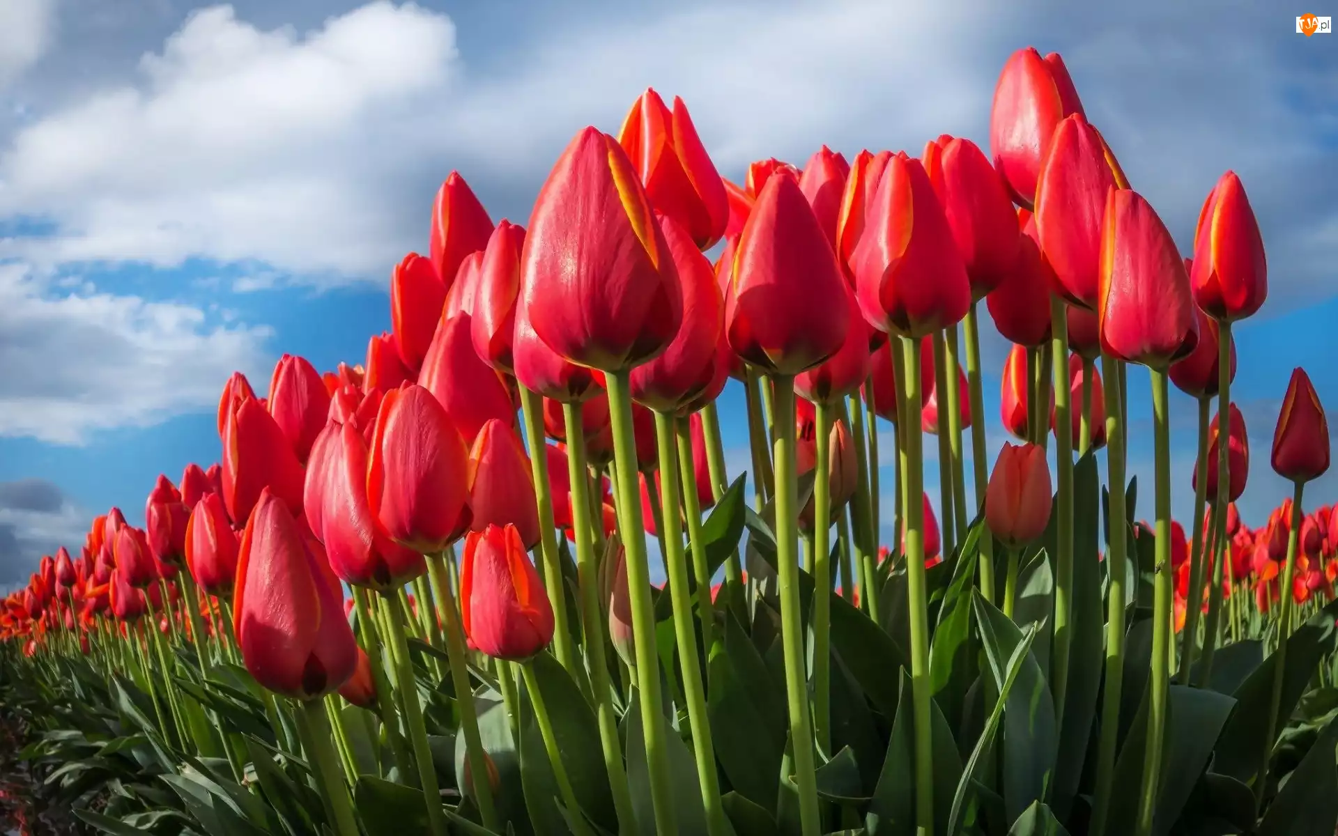 Tulipany, Czerwone