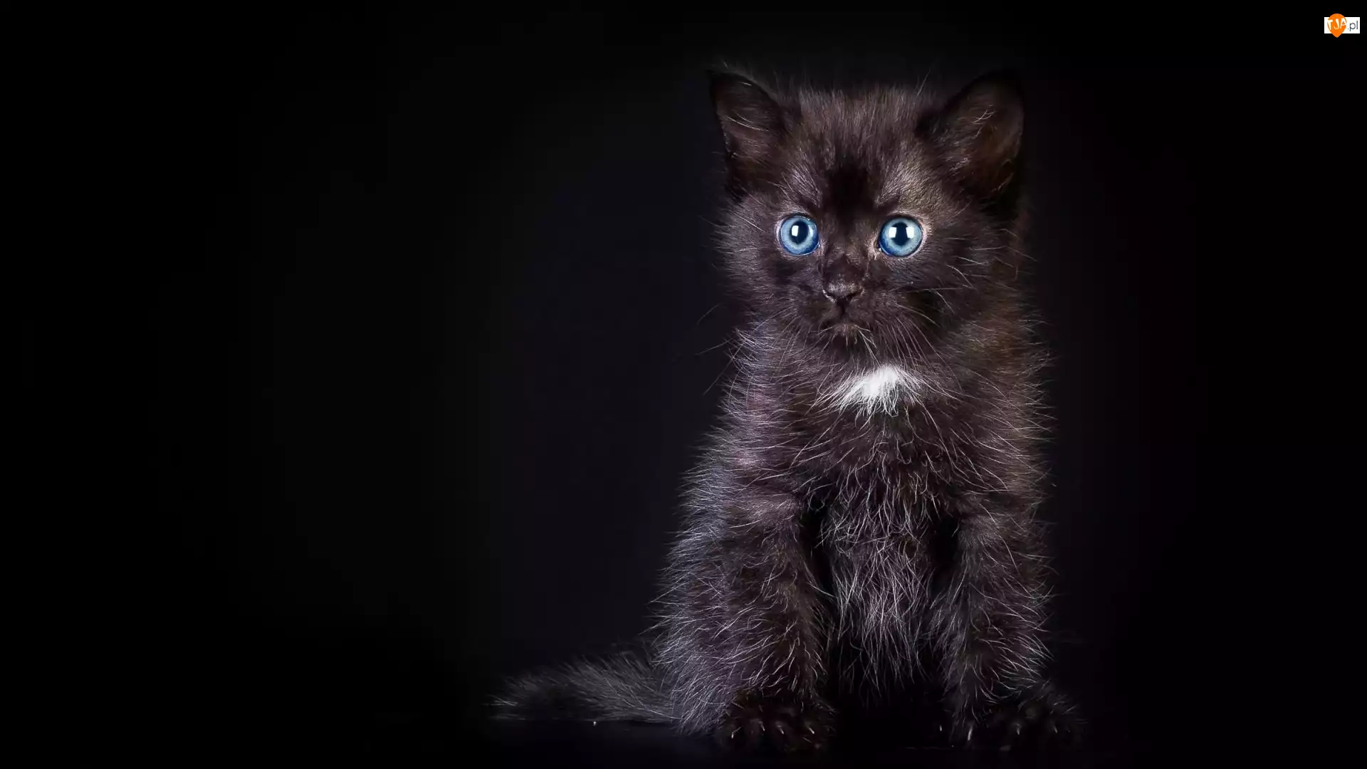 Kotek, Oczy, Kot, Czarny, Niebieskie