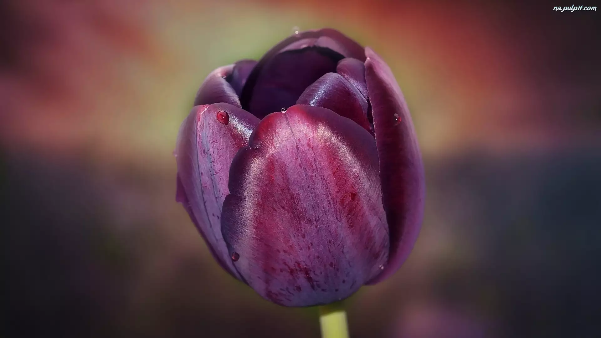 Tulipan, Kwiat, Kolor, Burgund