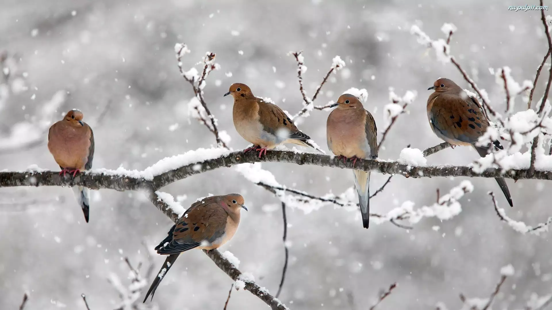 Gałęzie, Ptaki, Zima, Gołębie, Śnieg, Drzewo