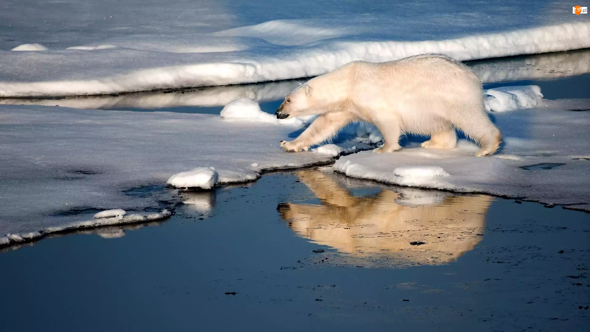 Niedźwiedź, Lód, Polarny, Morze