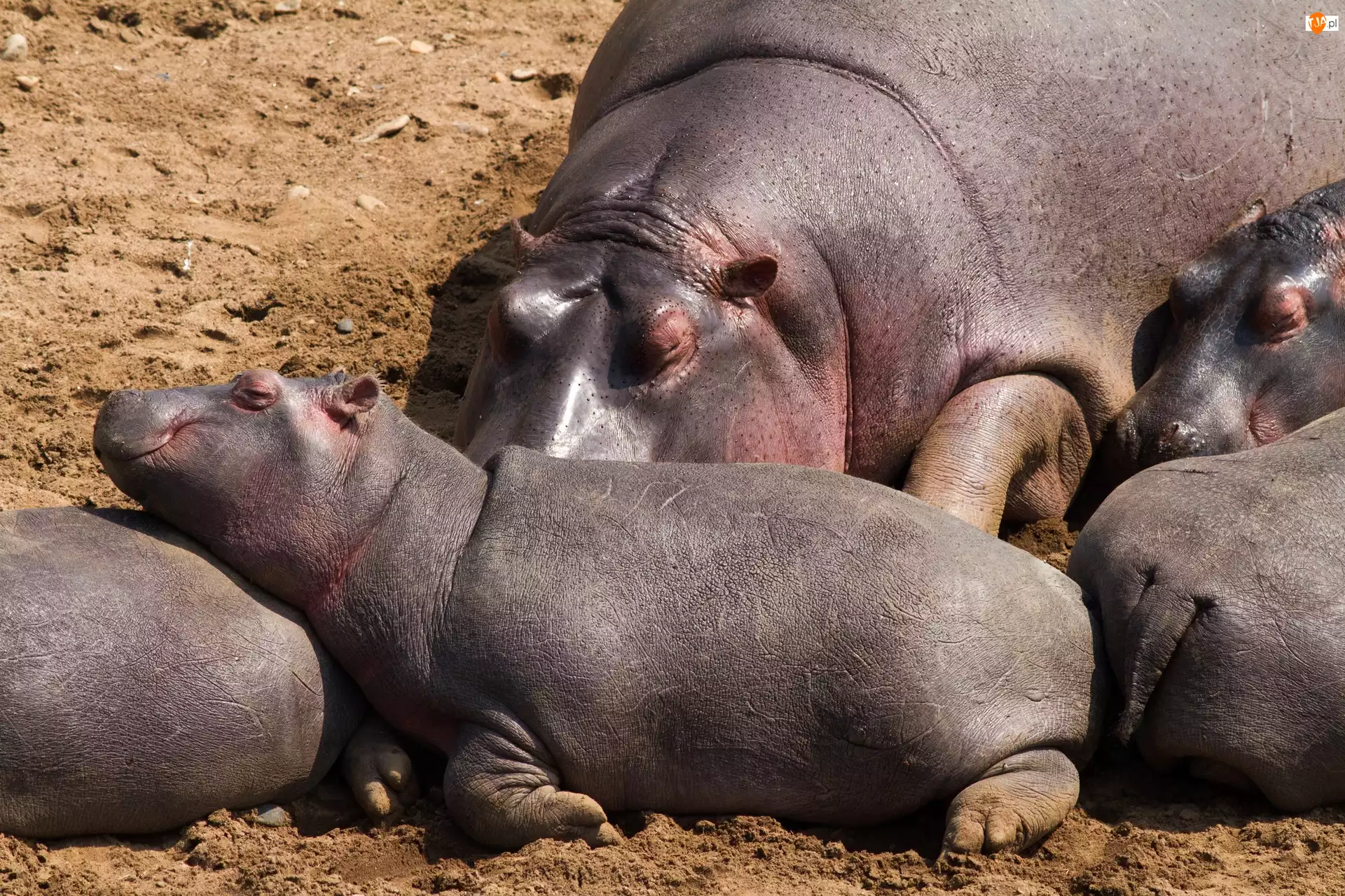 Śpiące, Hipopotamy