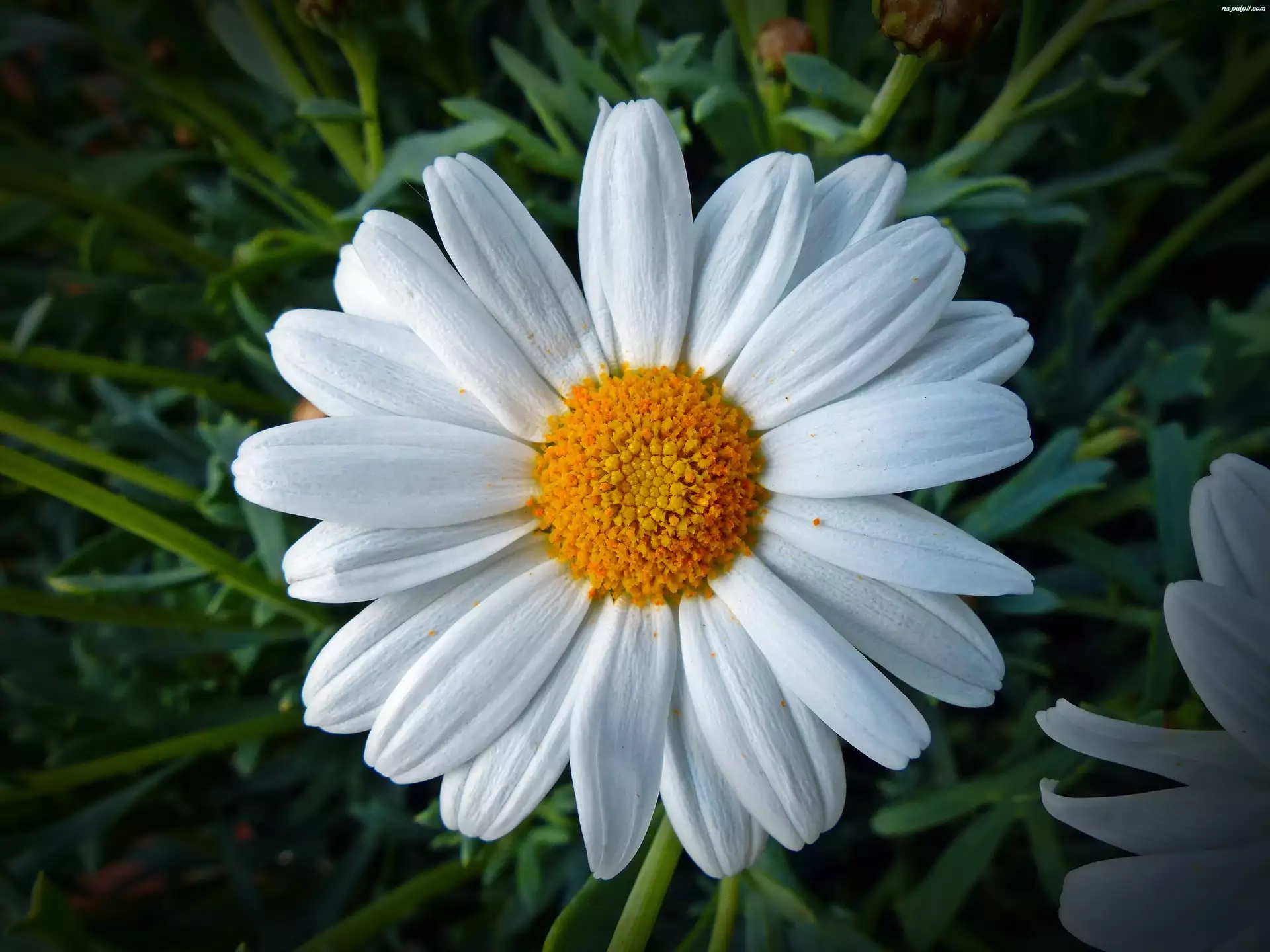 Kwiat, Margerytka
