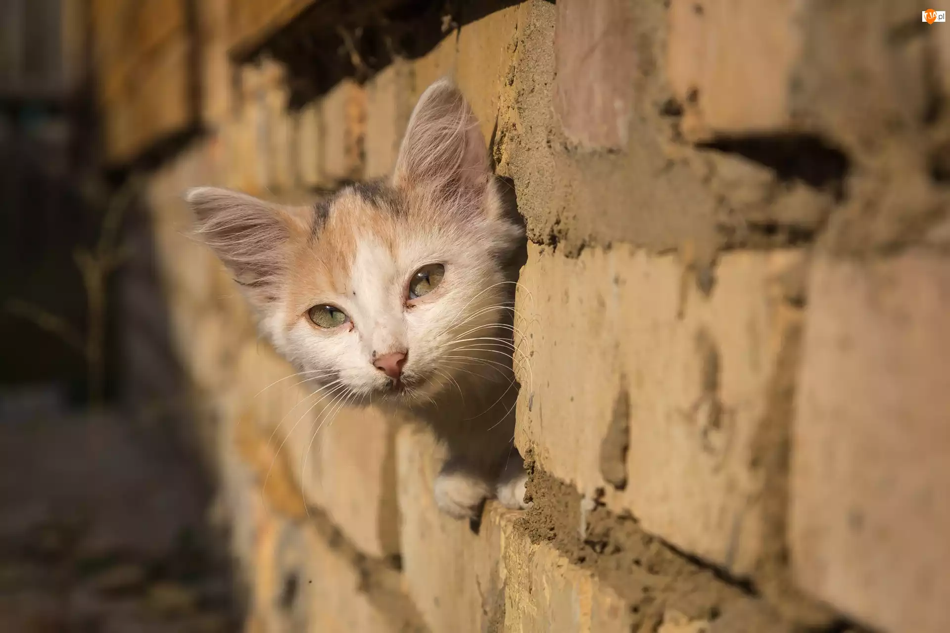 Kot, Mur z cegieł