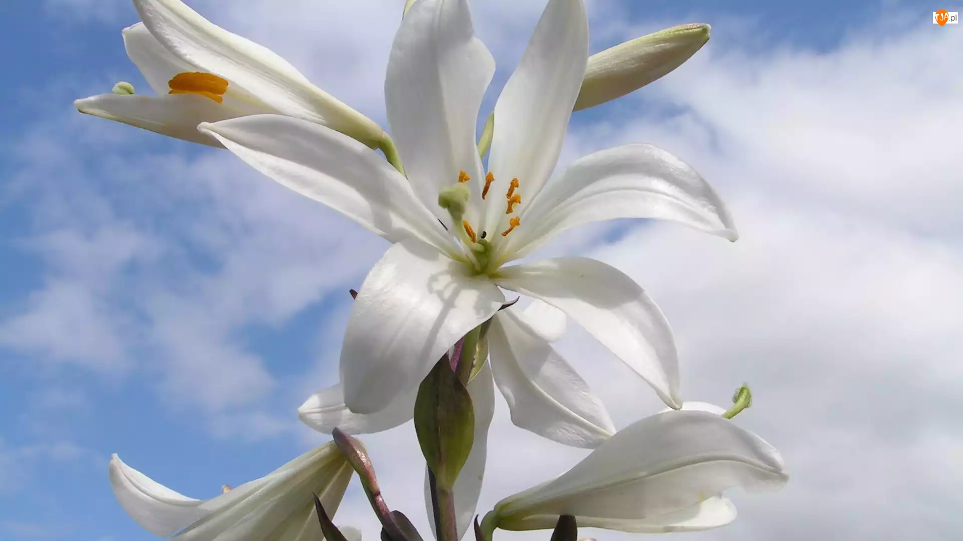 Lilie, Białe, Kwiaty