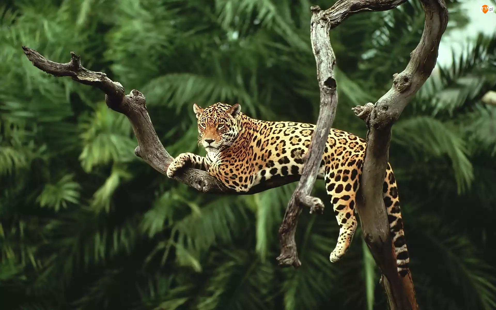 Leżący, Palmy, Jaguar, Drzewa