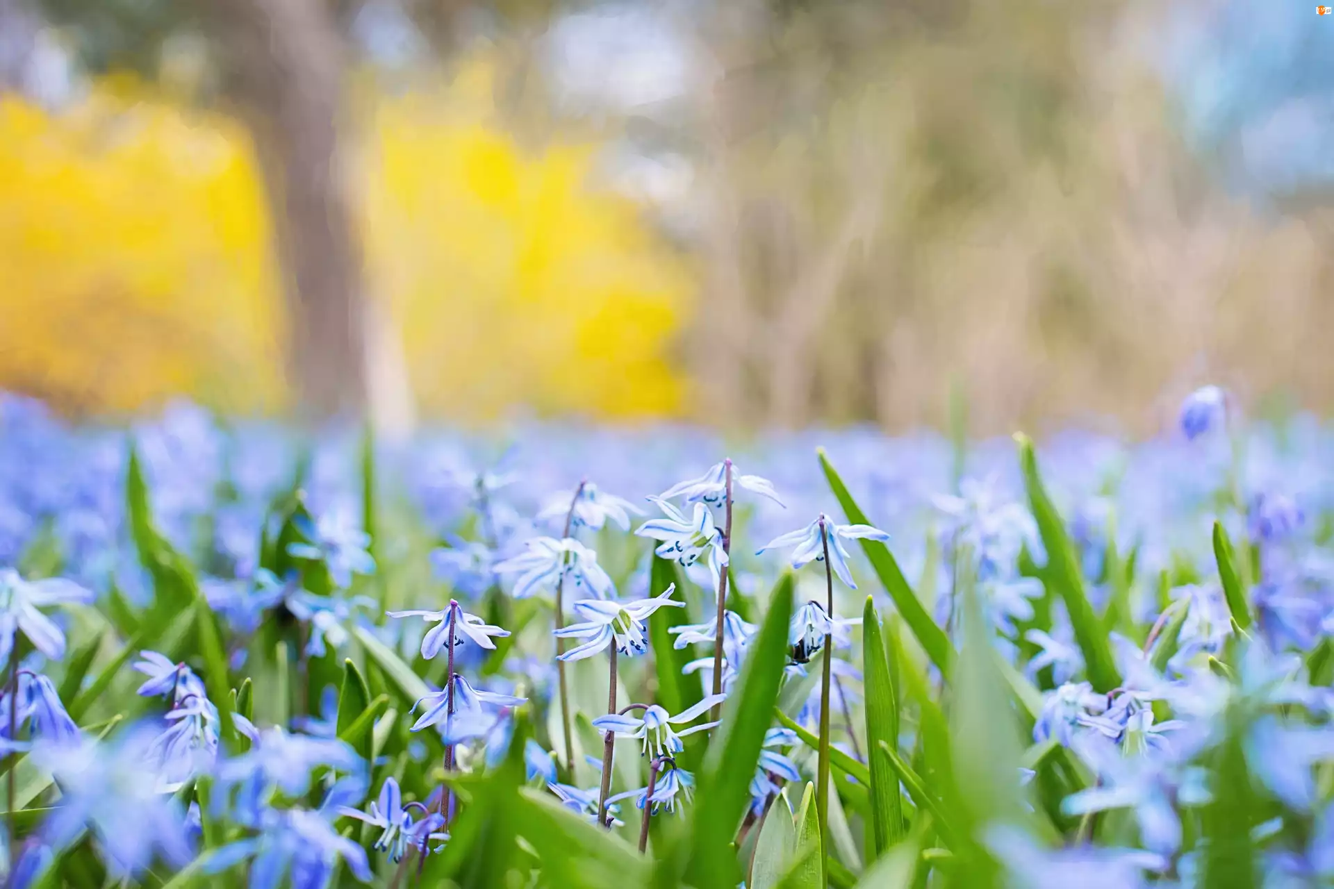Kwiaty, Wiosna, Niebieskie