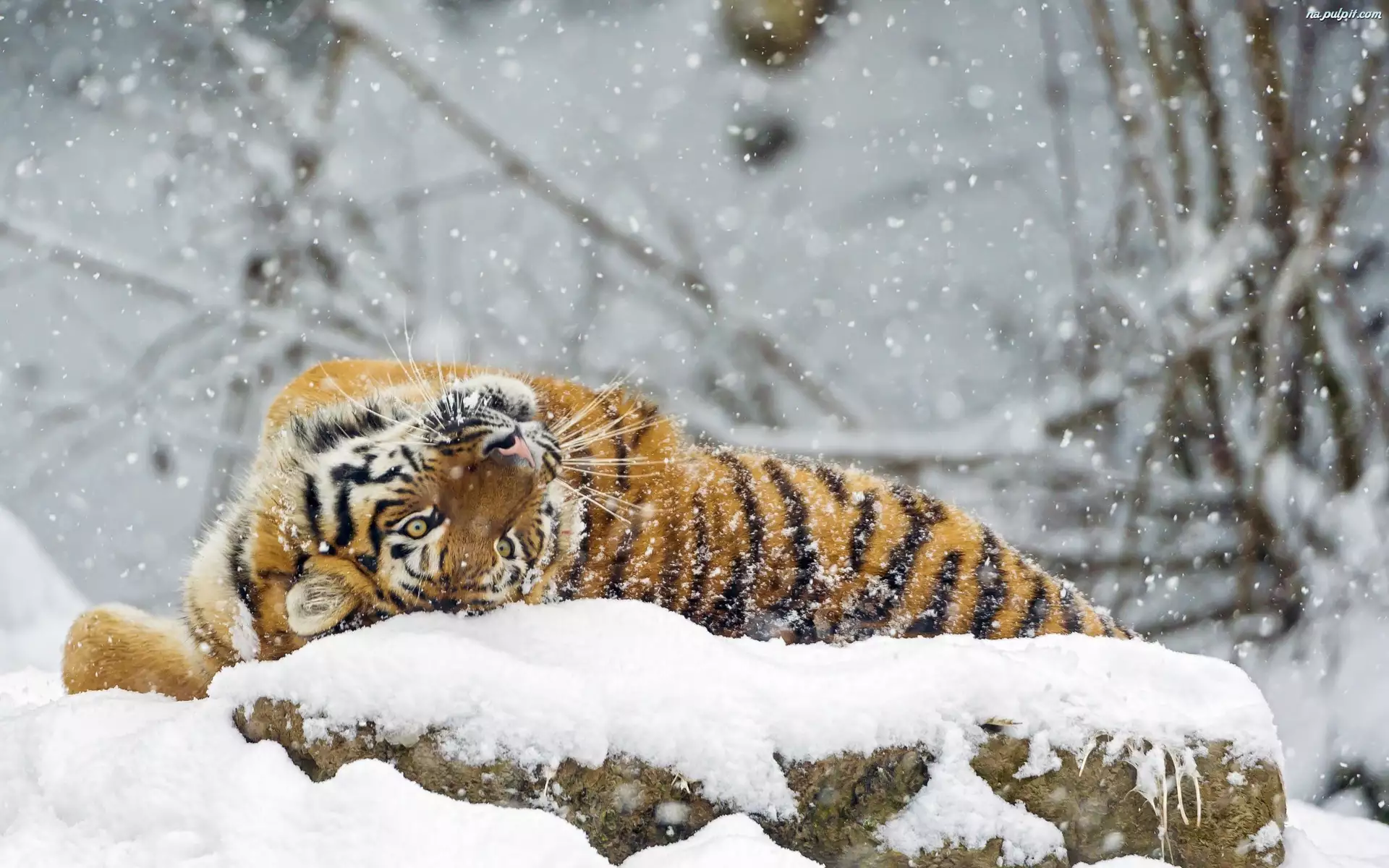 Zima, Tygrys, Kot, Dziki, Zwierze