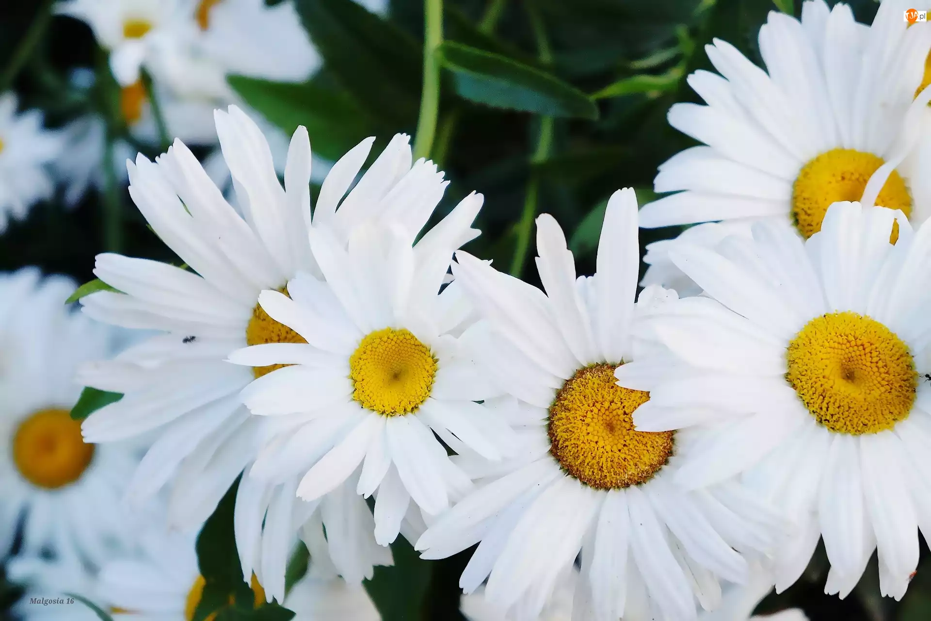 Margarytka, Białe, Kwiaty