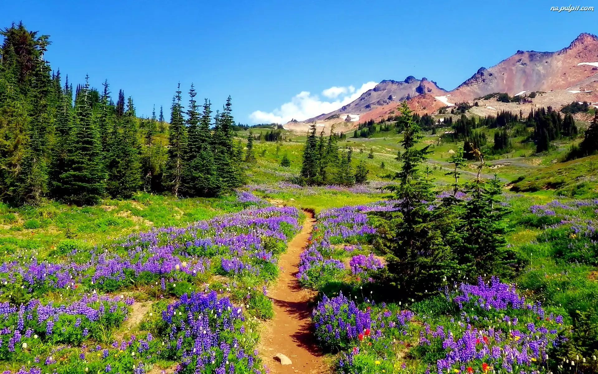 Polne Kwiaty, Góry, Ścieżka