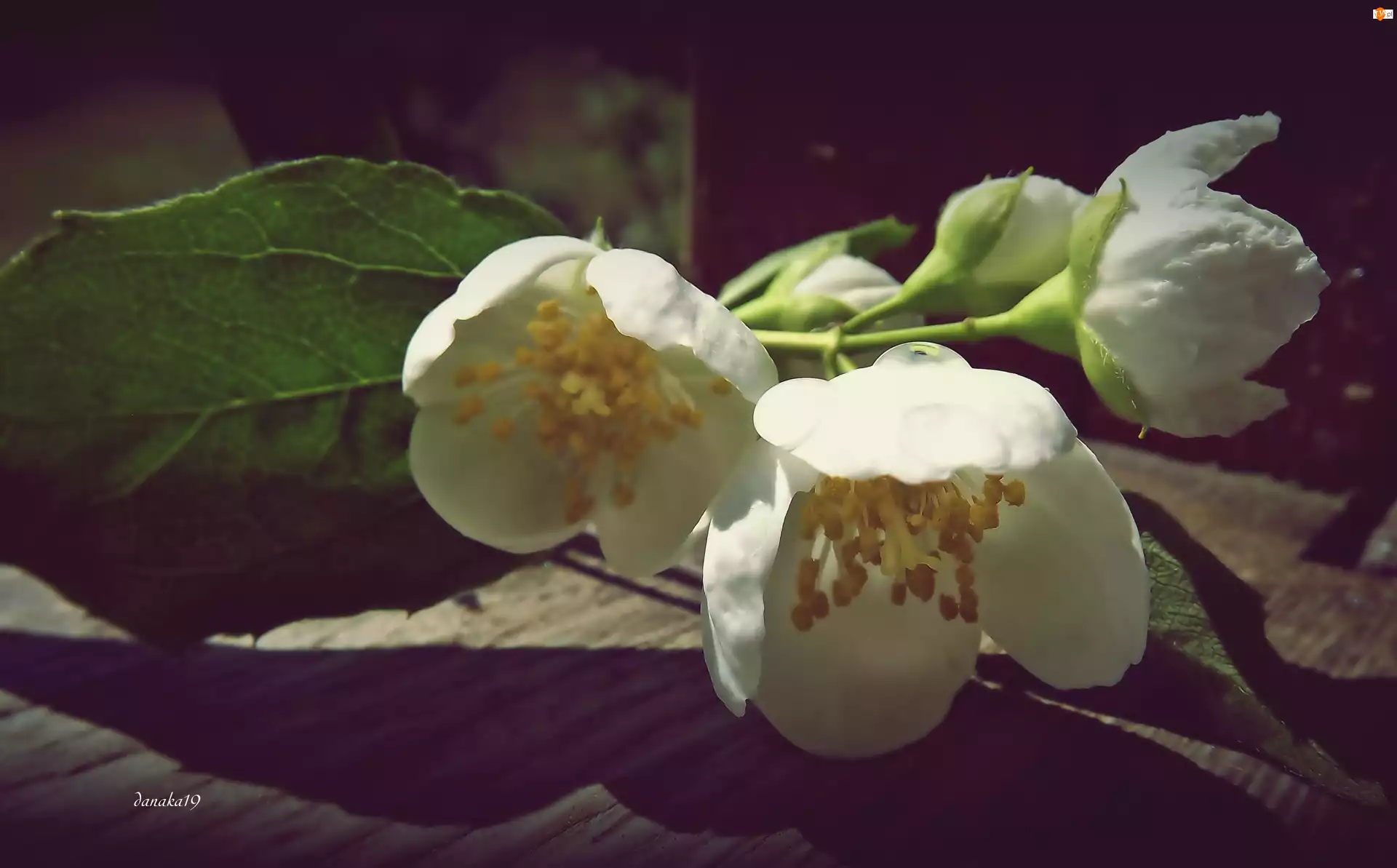 Gałązka, Kwiaty, Jaśminu, Białe