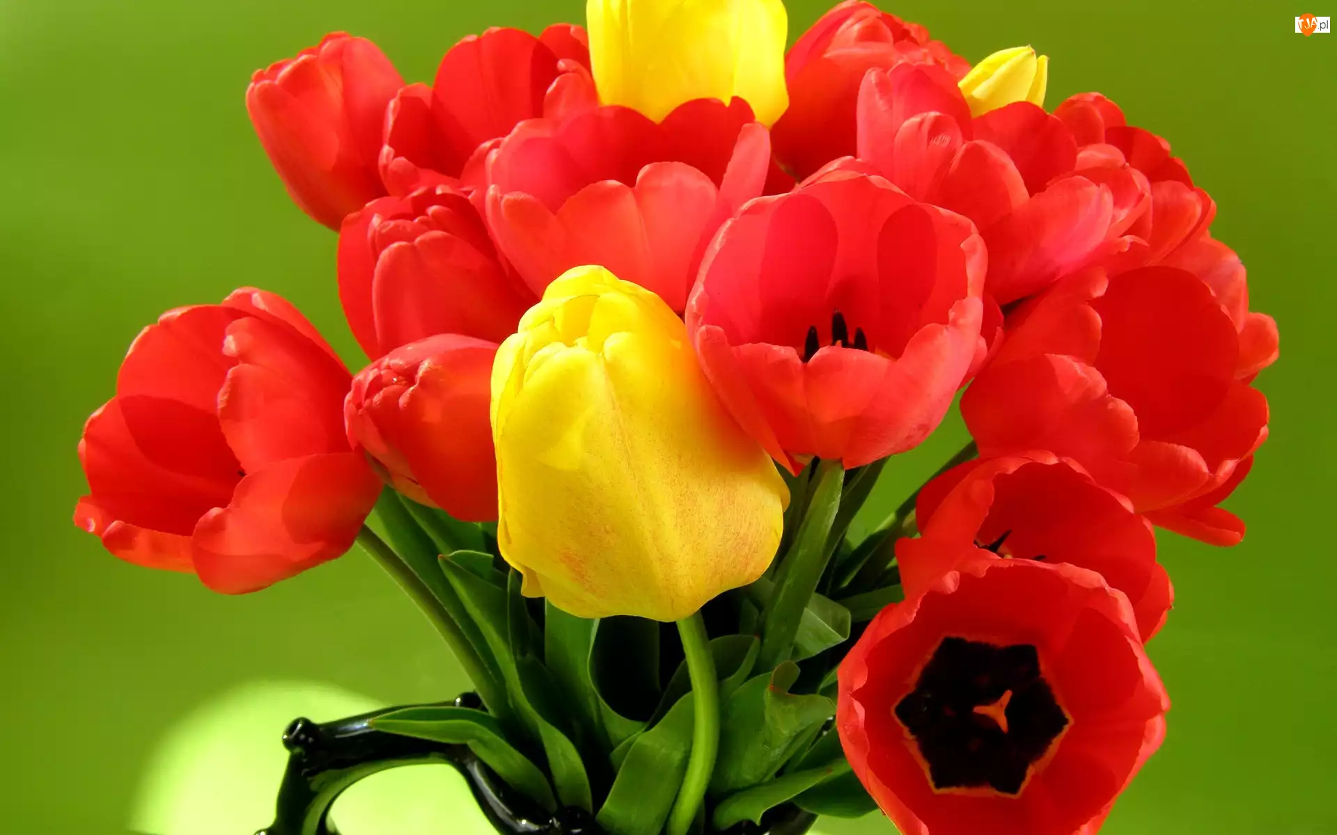 Tulipany, Bukiet, Czerwone