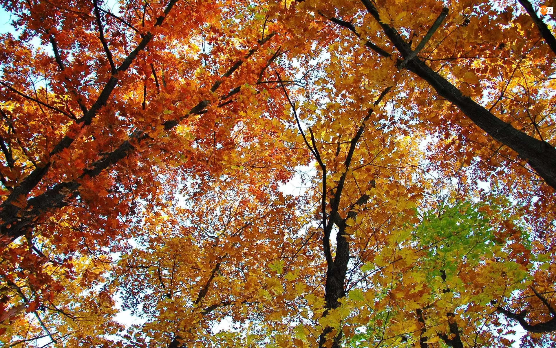 Jesień, Drzew, Niebo, Gałęzie
