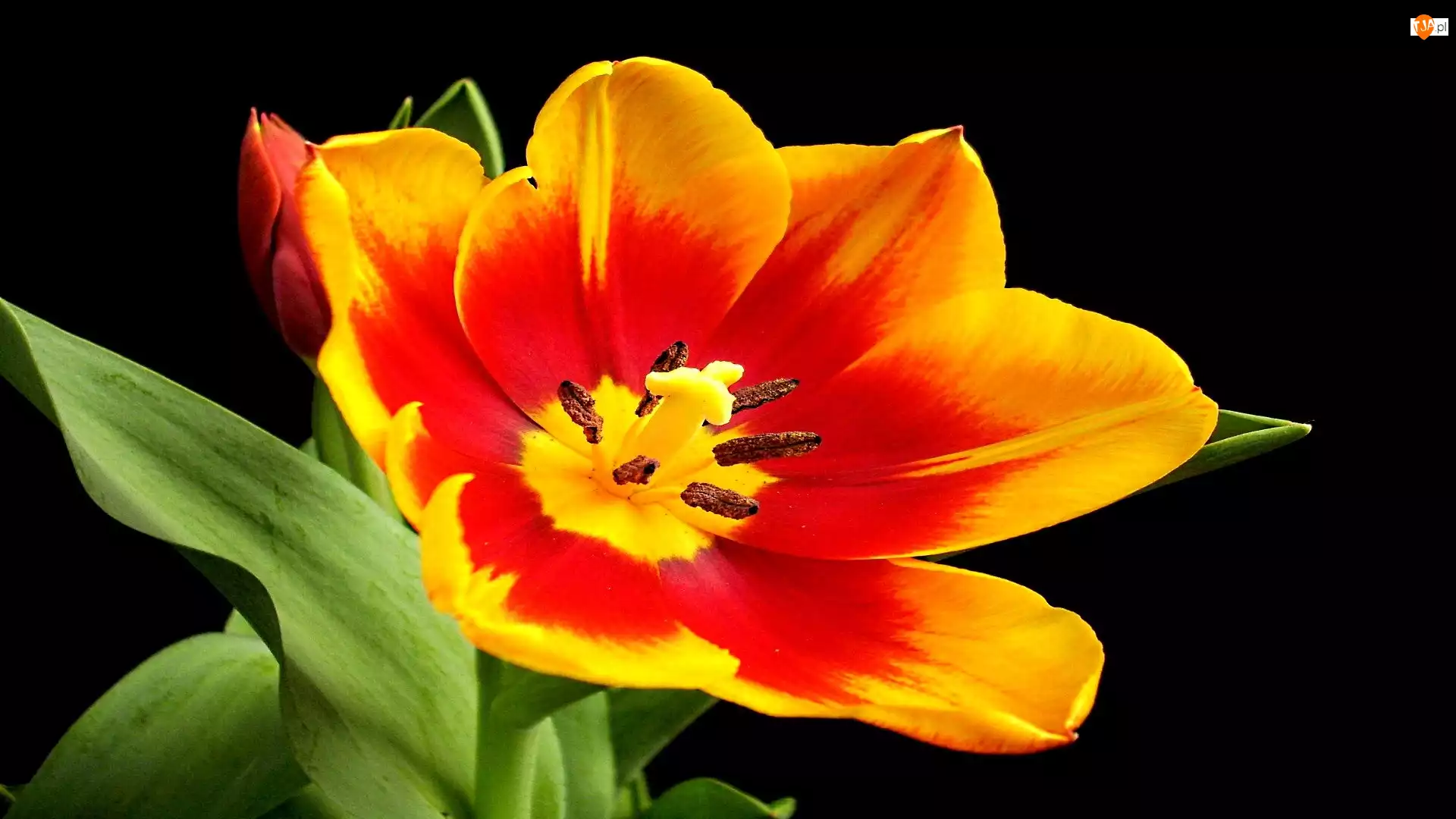 Tulipan, Czerwono, Żółty