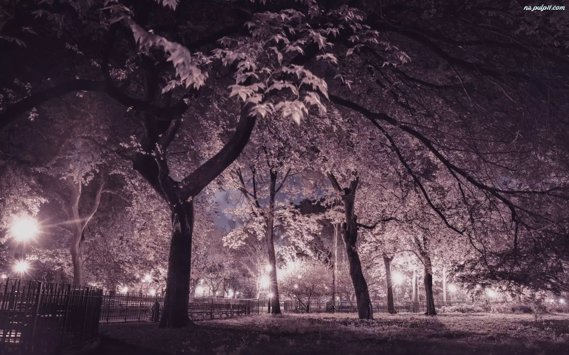 Drzewa, Park, Noc